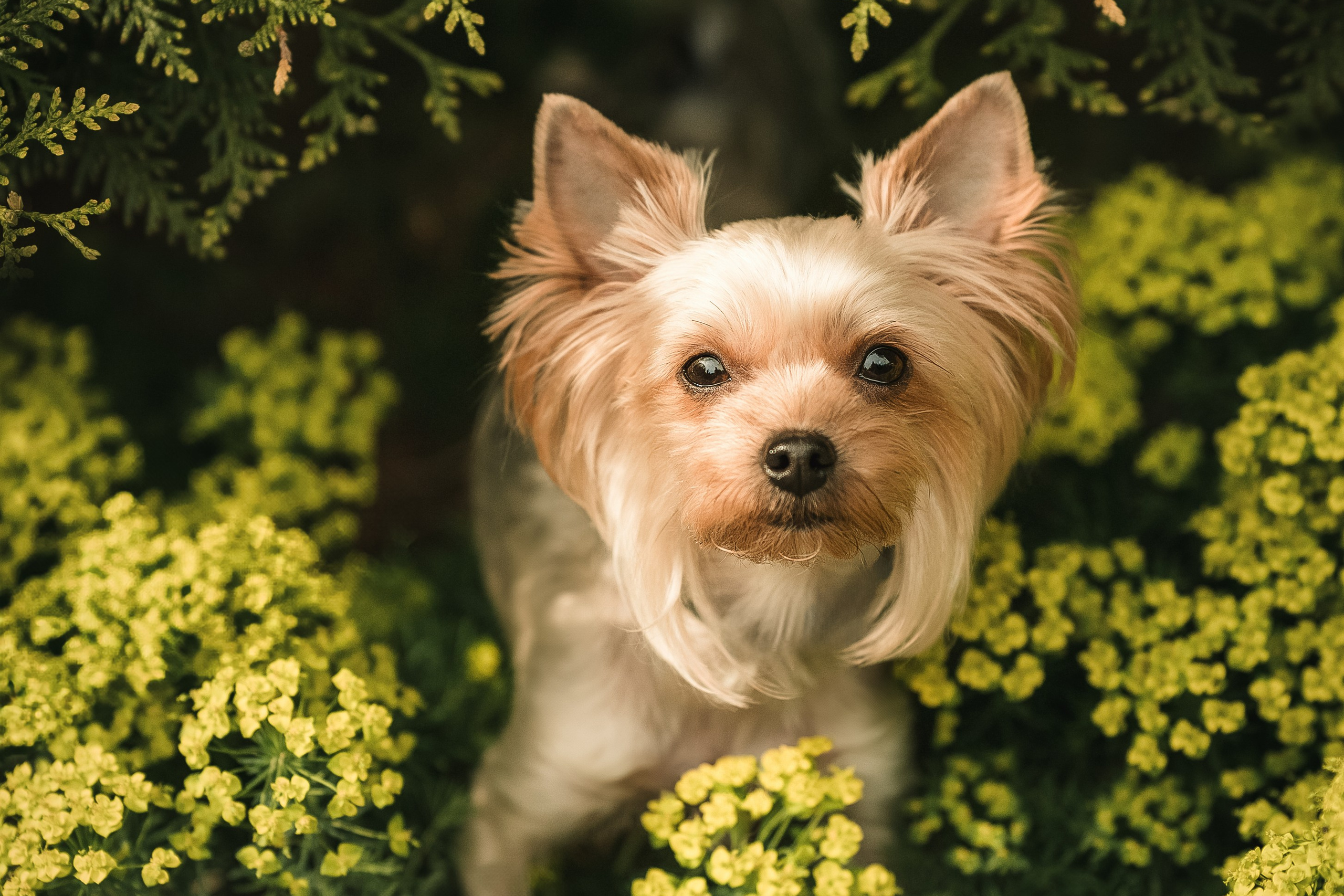 Съёмка в мае в цвтении яблонь с собакой