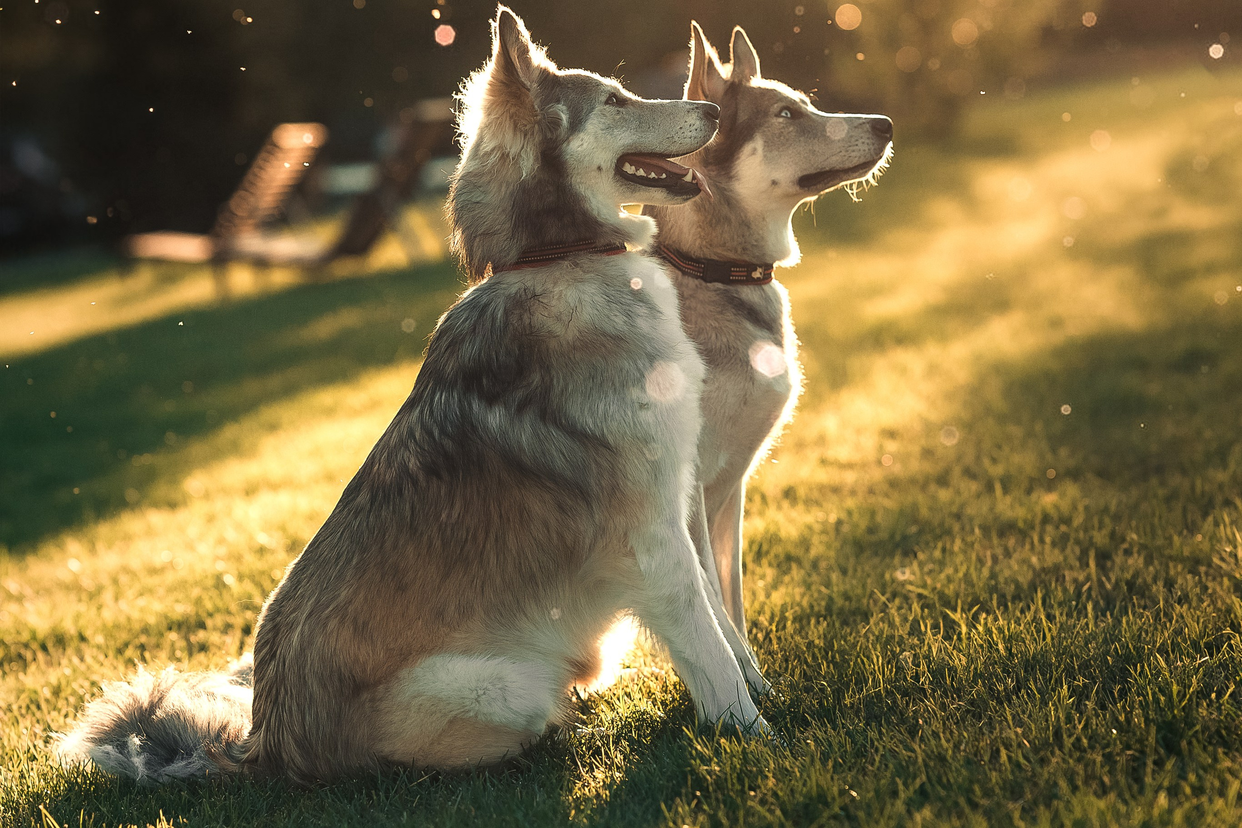 Фотосессия с собакой Зеленоград
