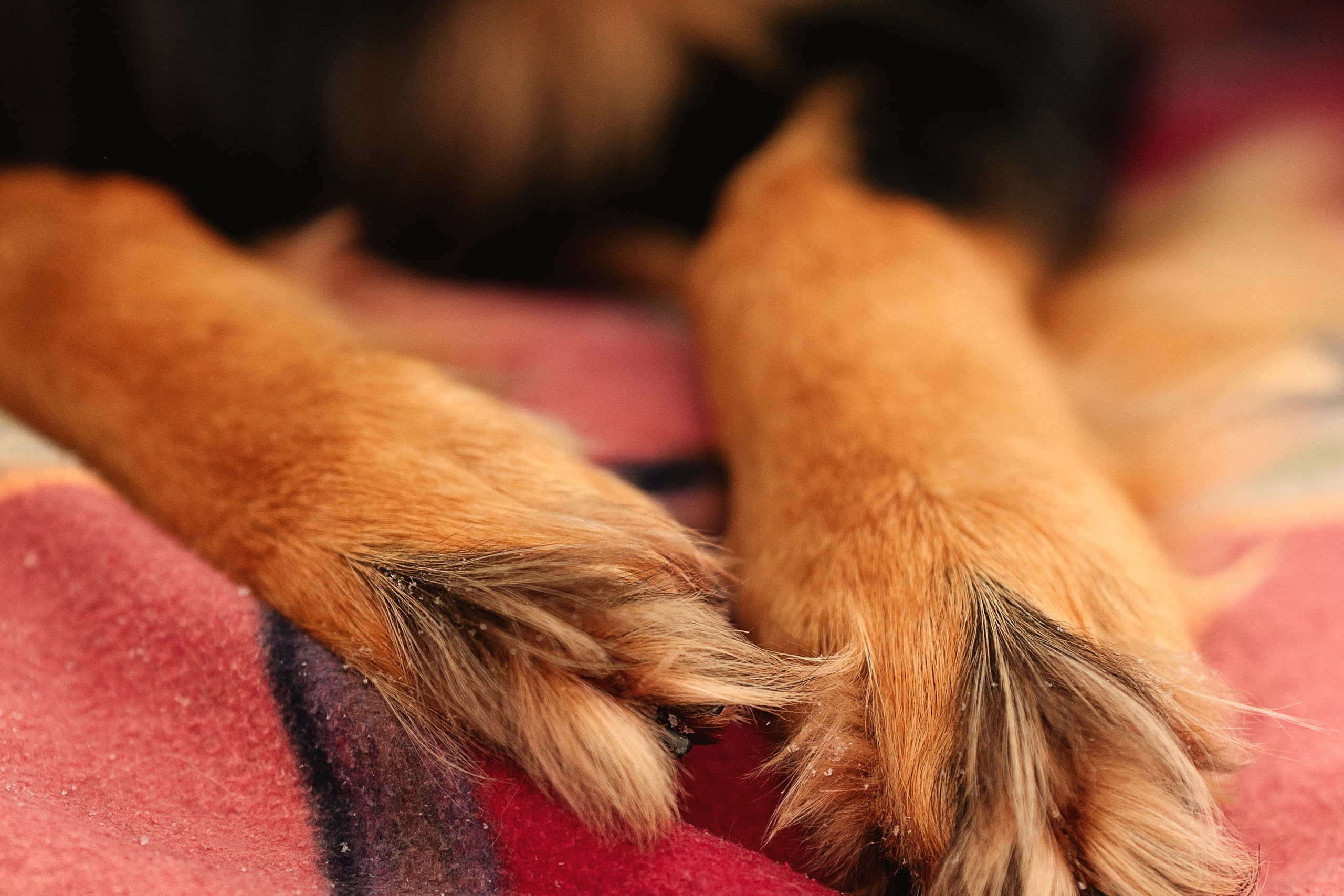 Анна и Тайгер