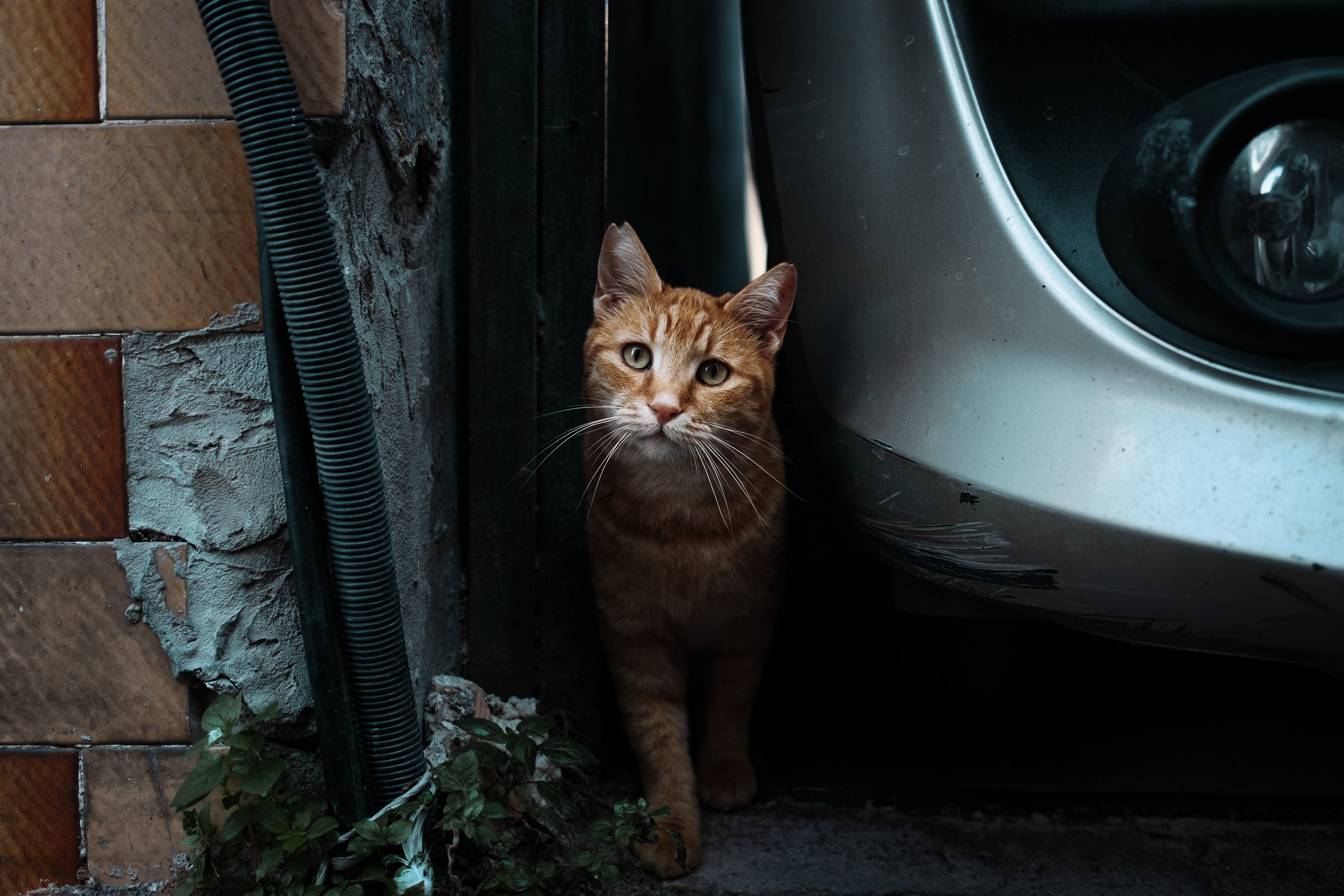 Streets of Turkey p.1