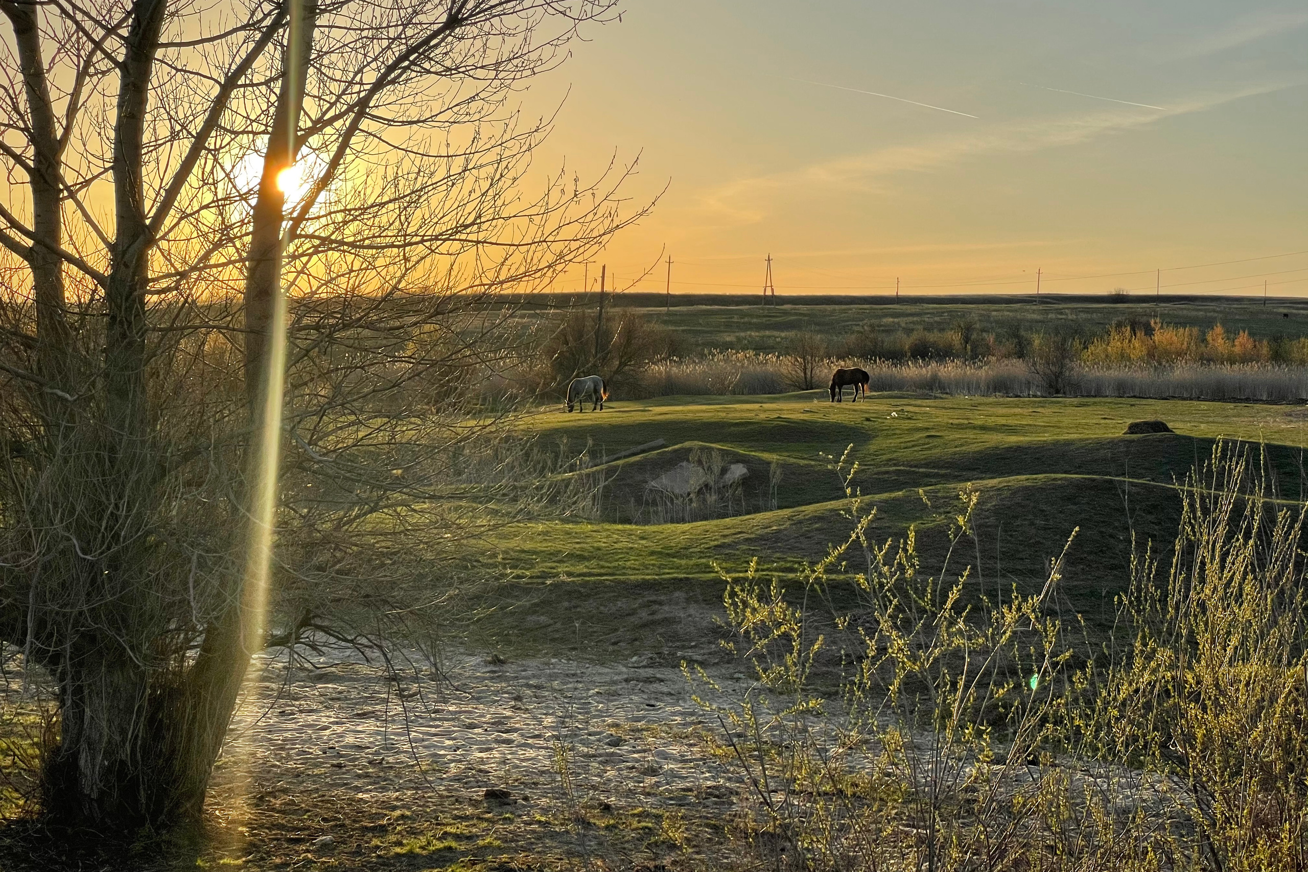 170 000 Кони, лошади