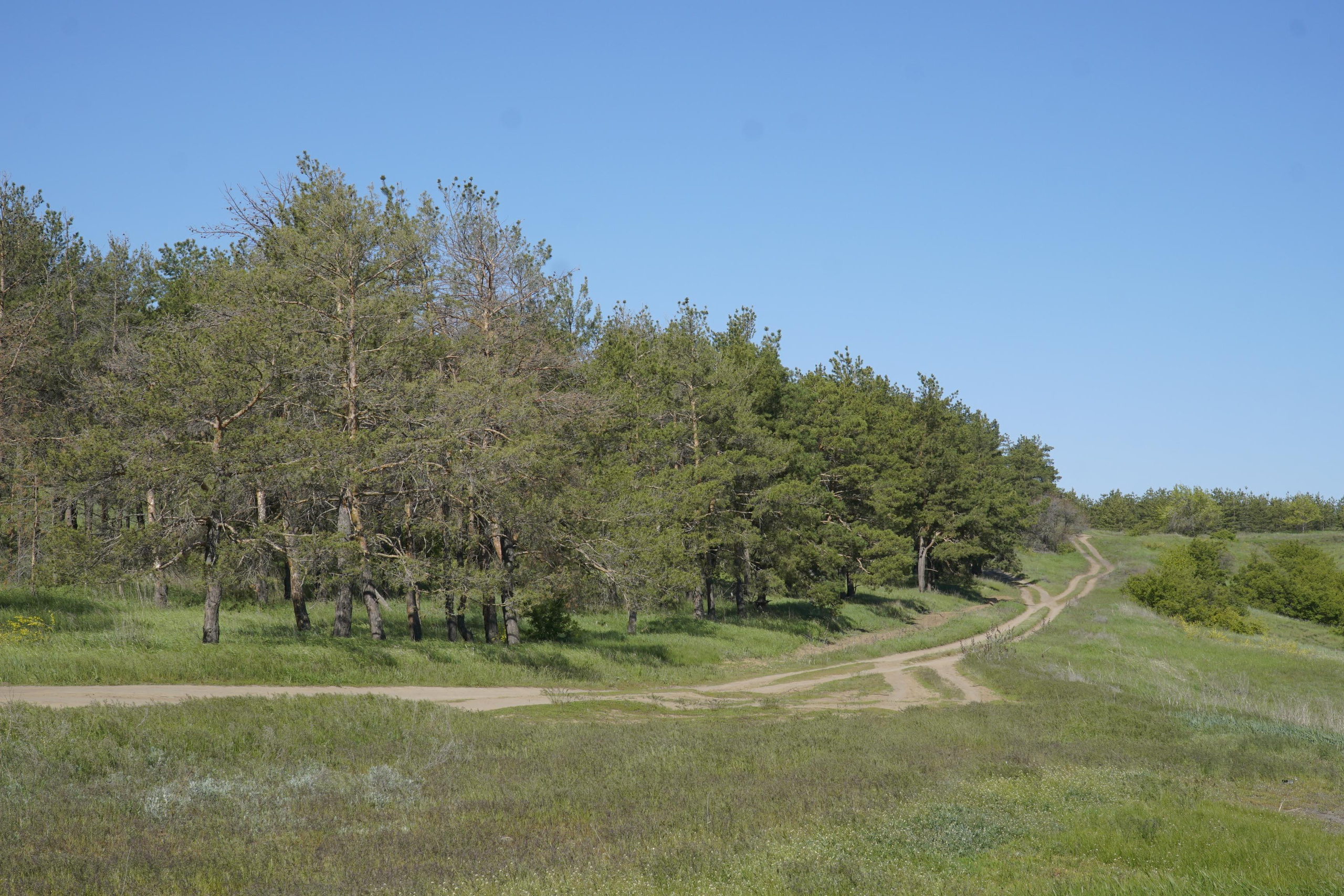 10 700 Степь. Лес