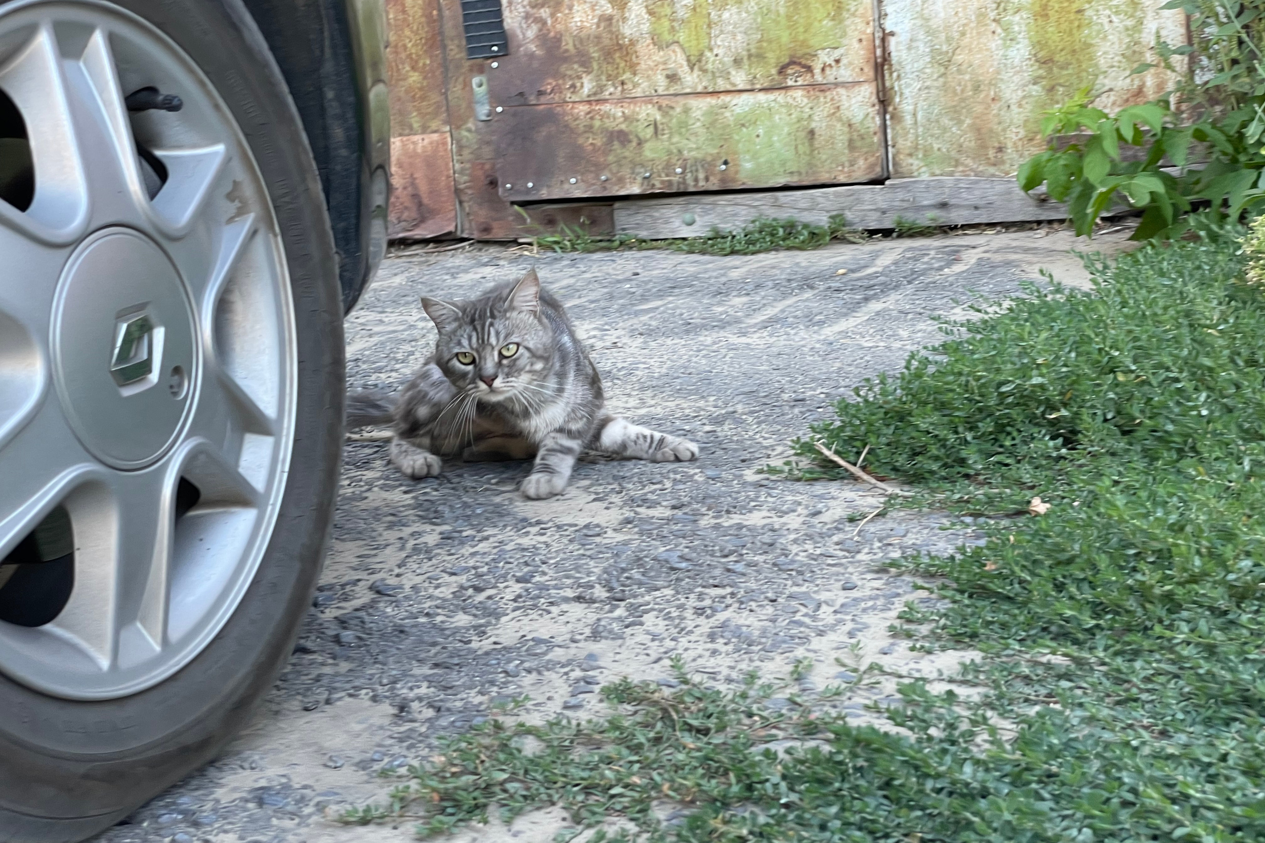 170 107 Кошки