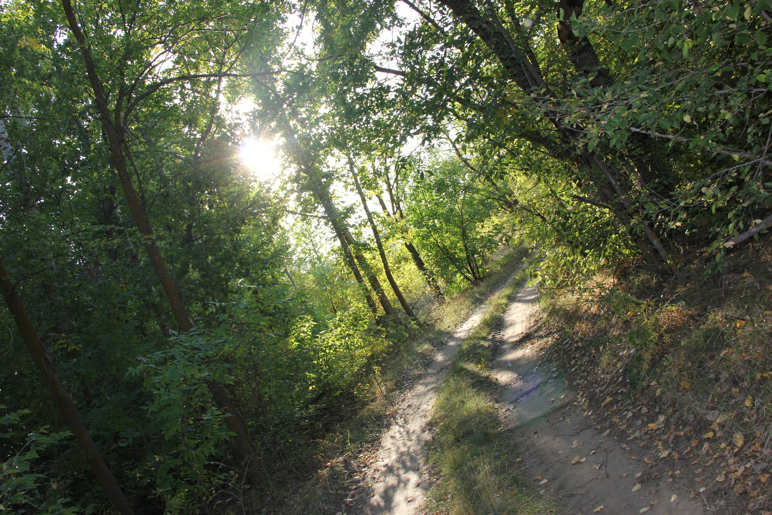 12 103 Лес, дорога