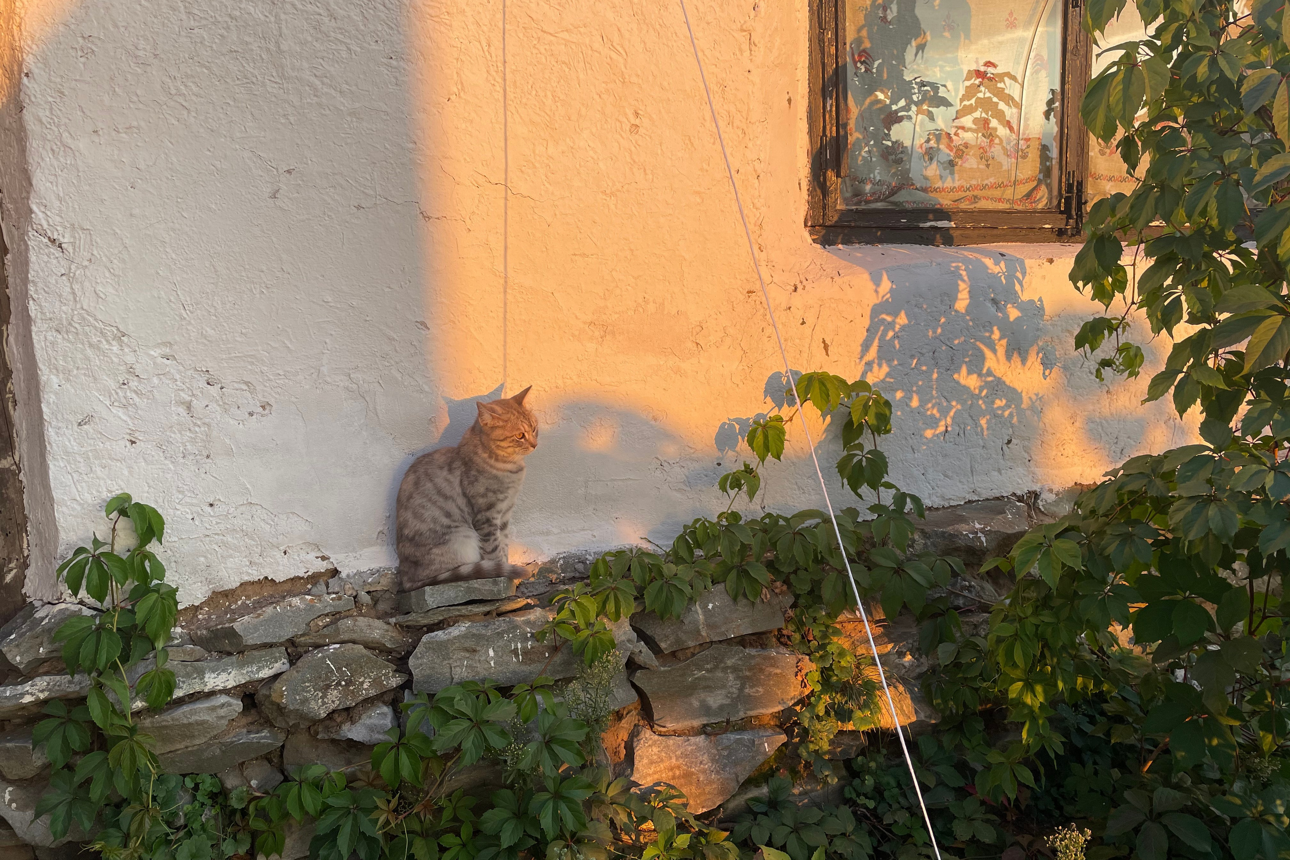 170 100 Кошка