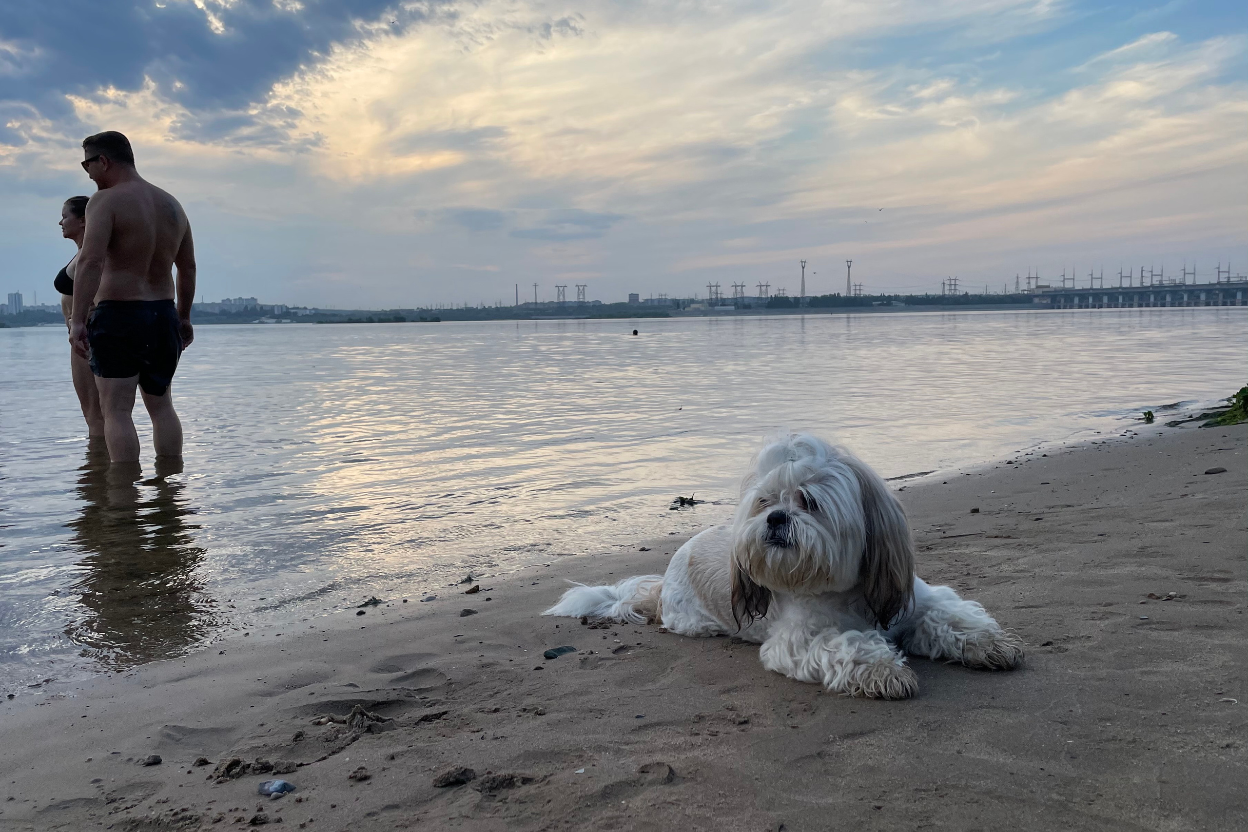 170 101 Собака