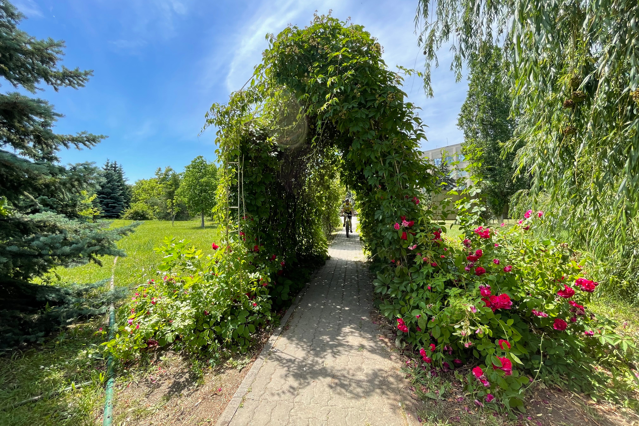 22 010 Арка растение