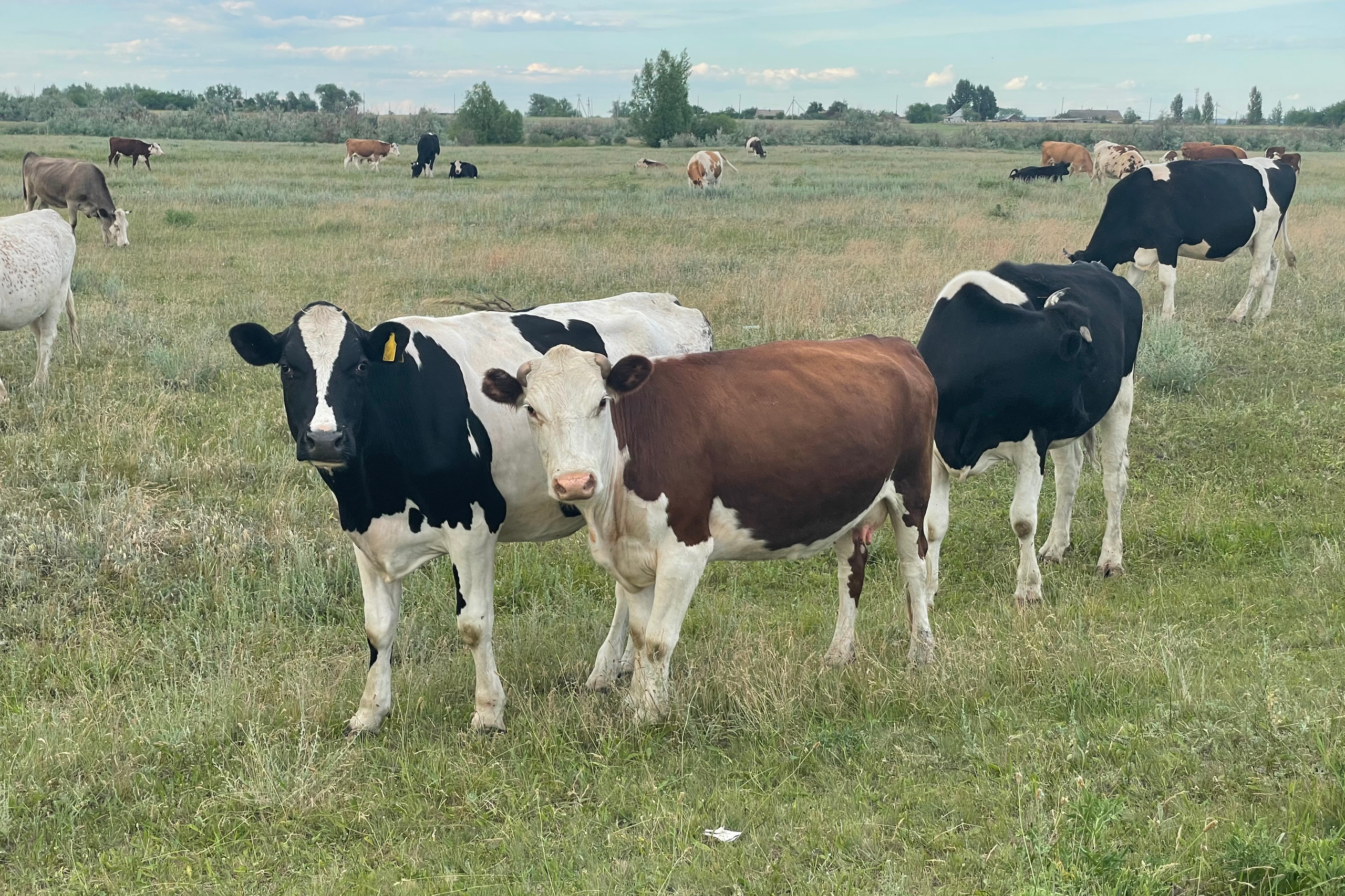 170 001 Коровы