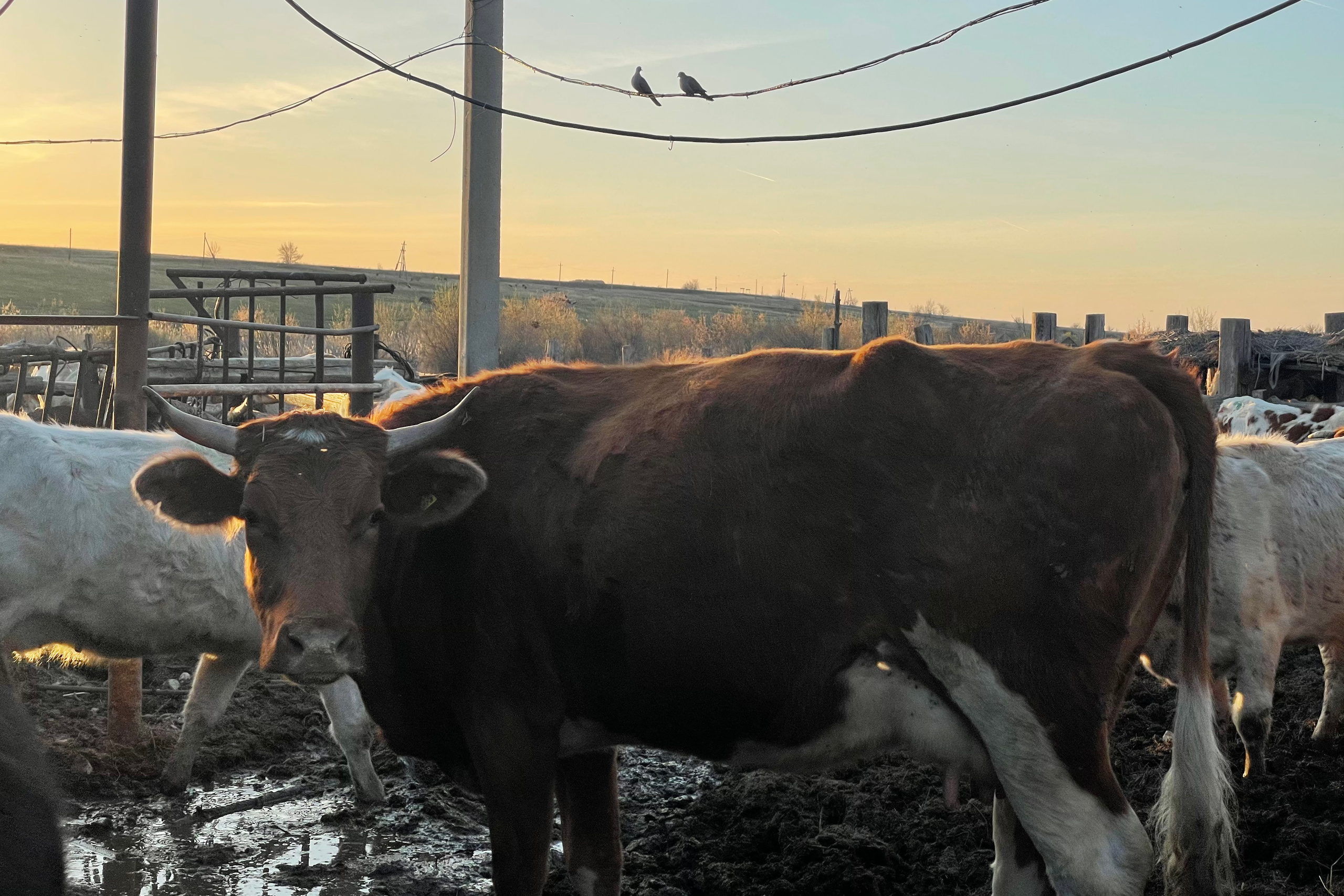 170 003 Коровы