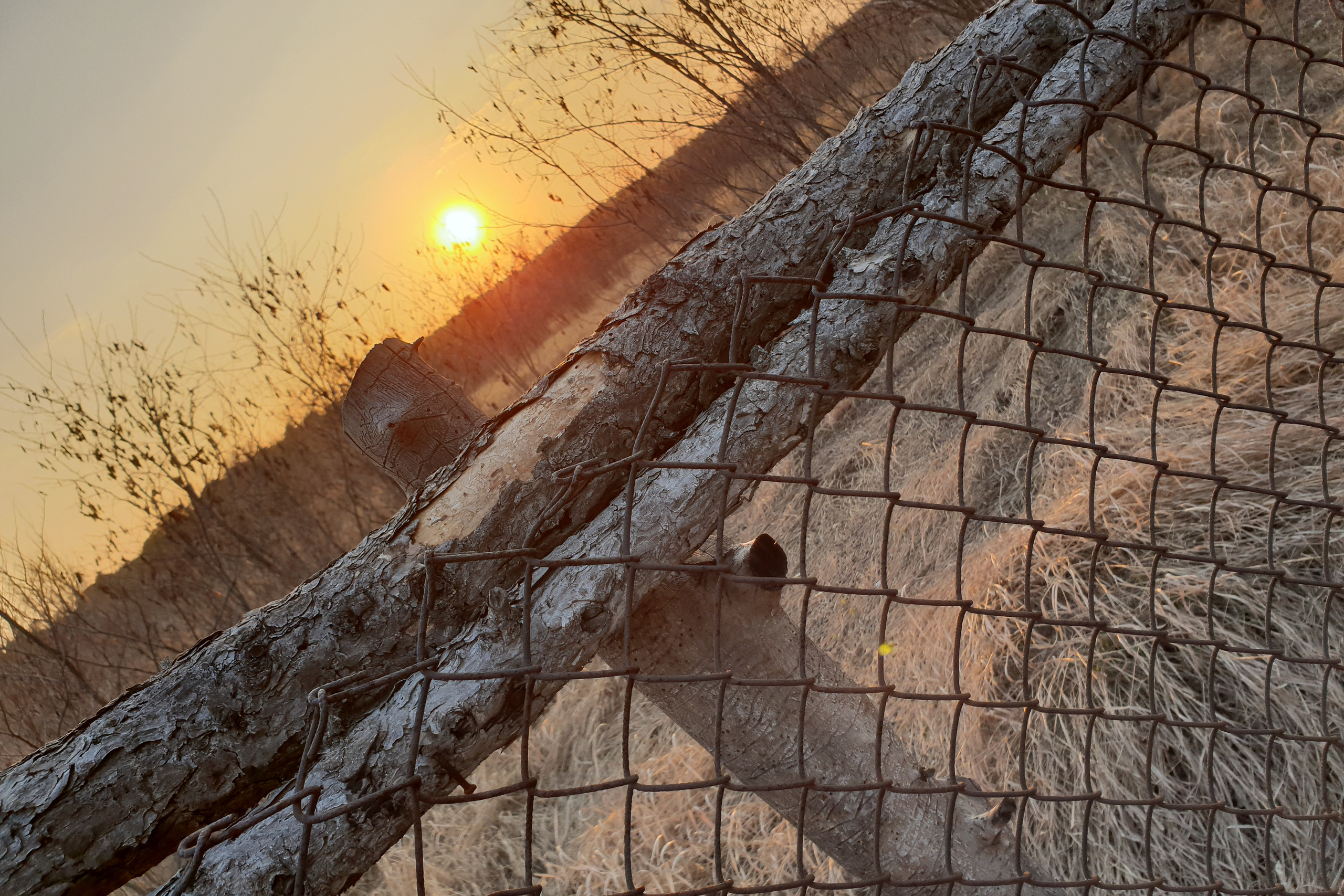 200 008 Изгородь