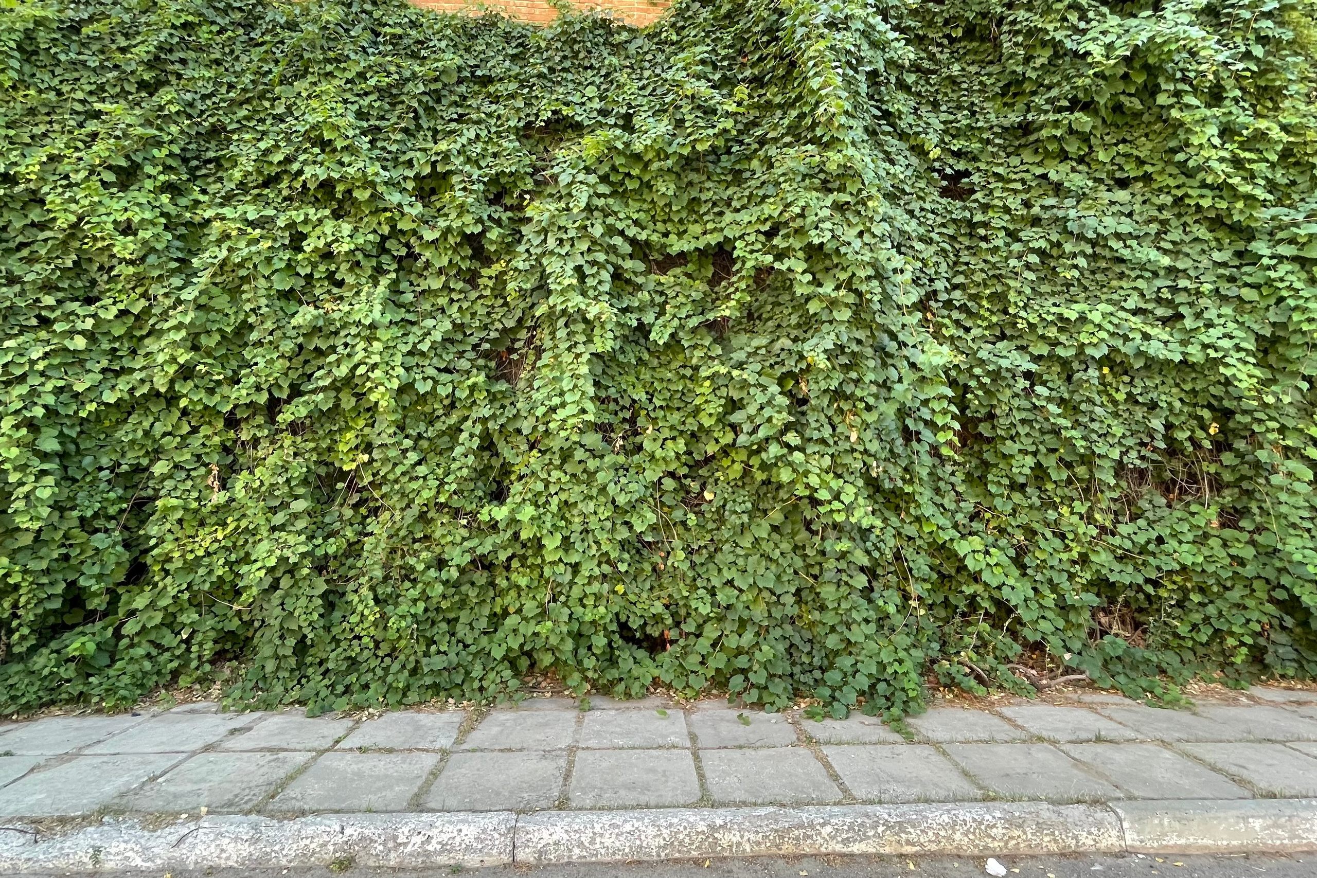 22 010 Стена зеленая