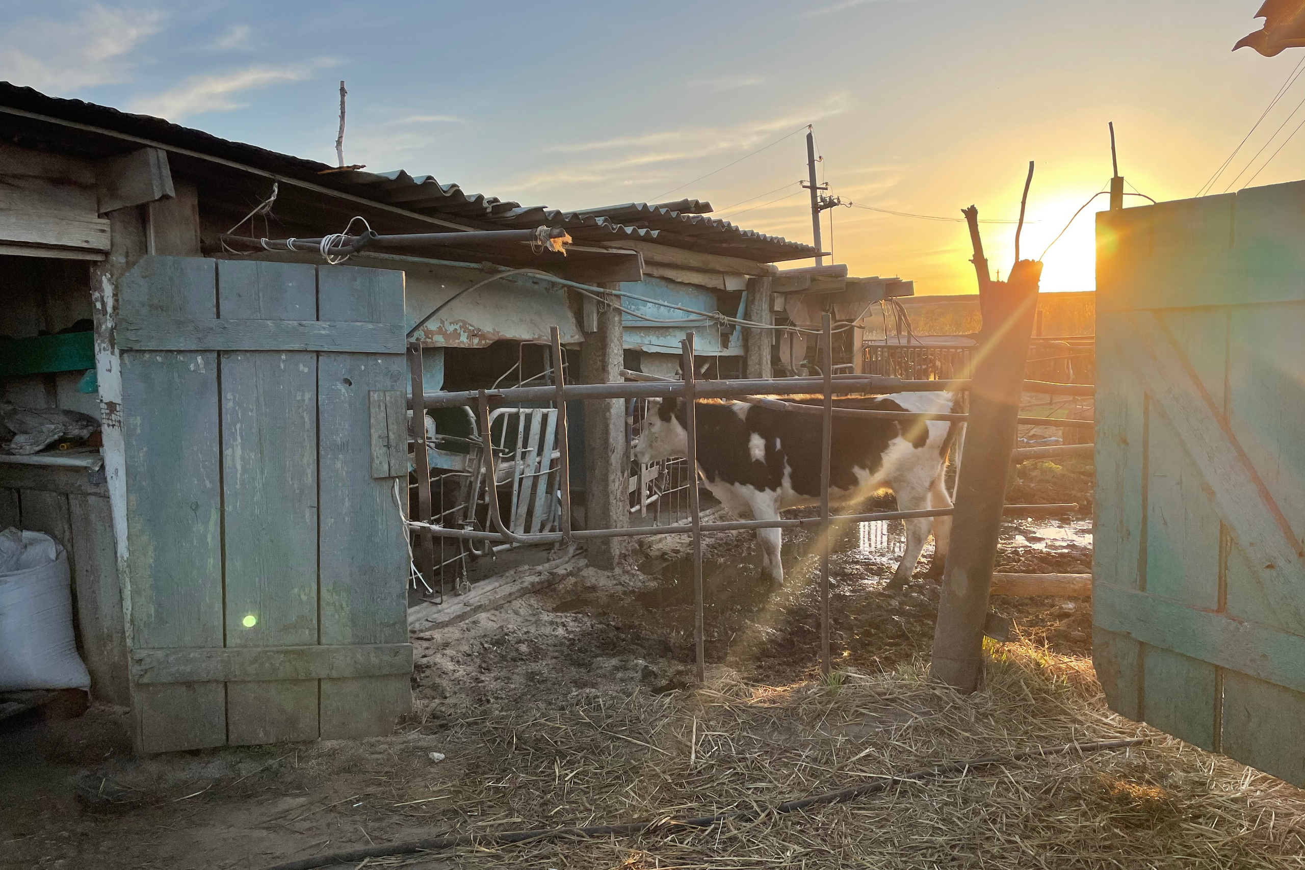 71 115 Коровник