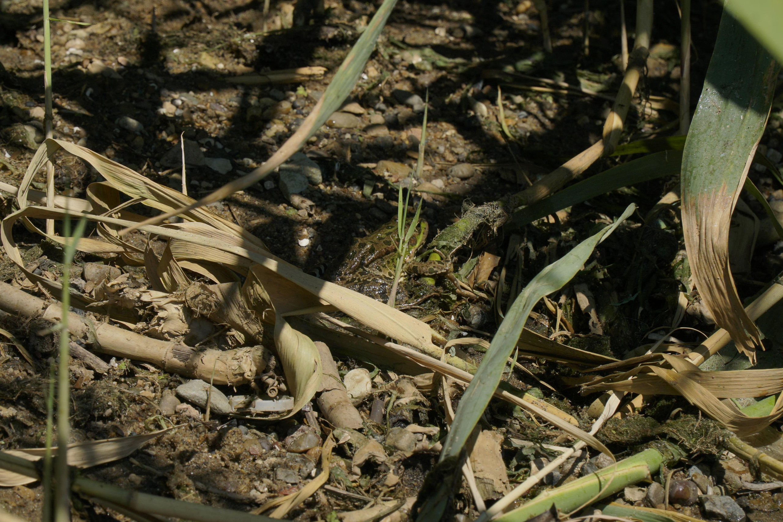 172 000 Лягушки