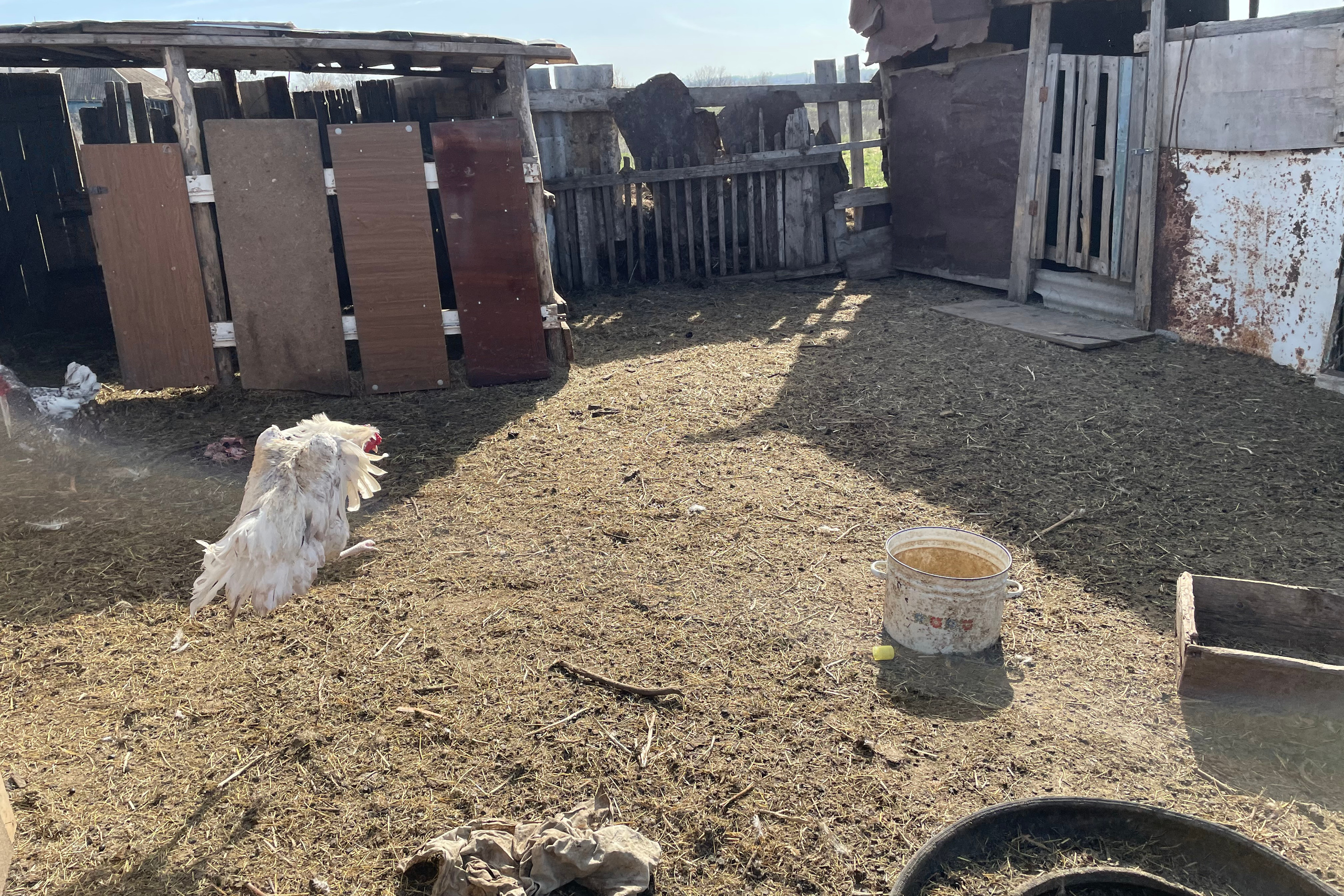 71 101 Курятник