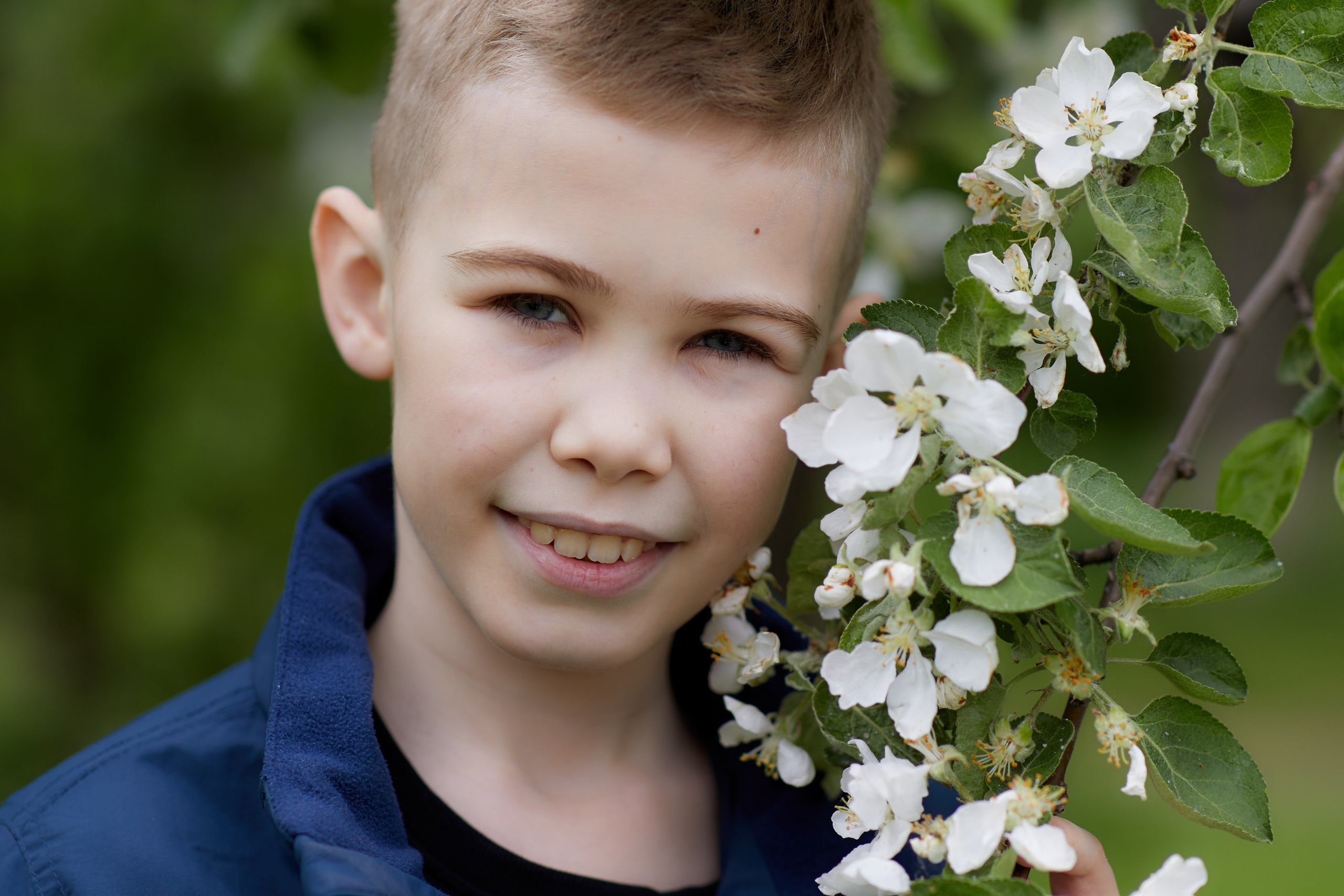 Цветение Яблони