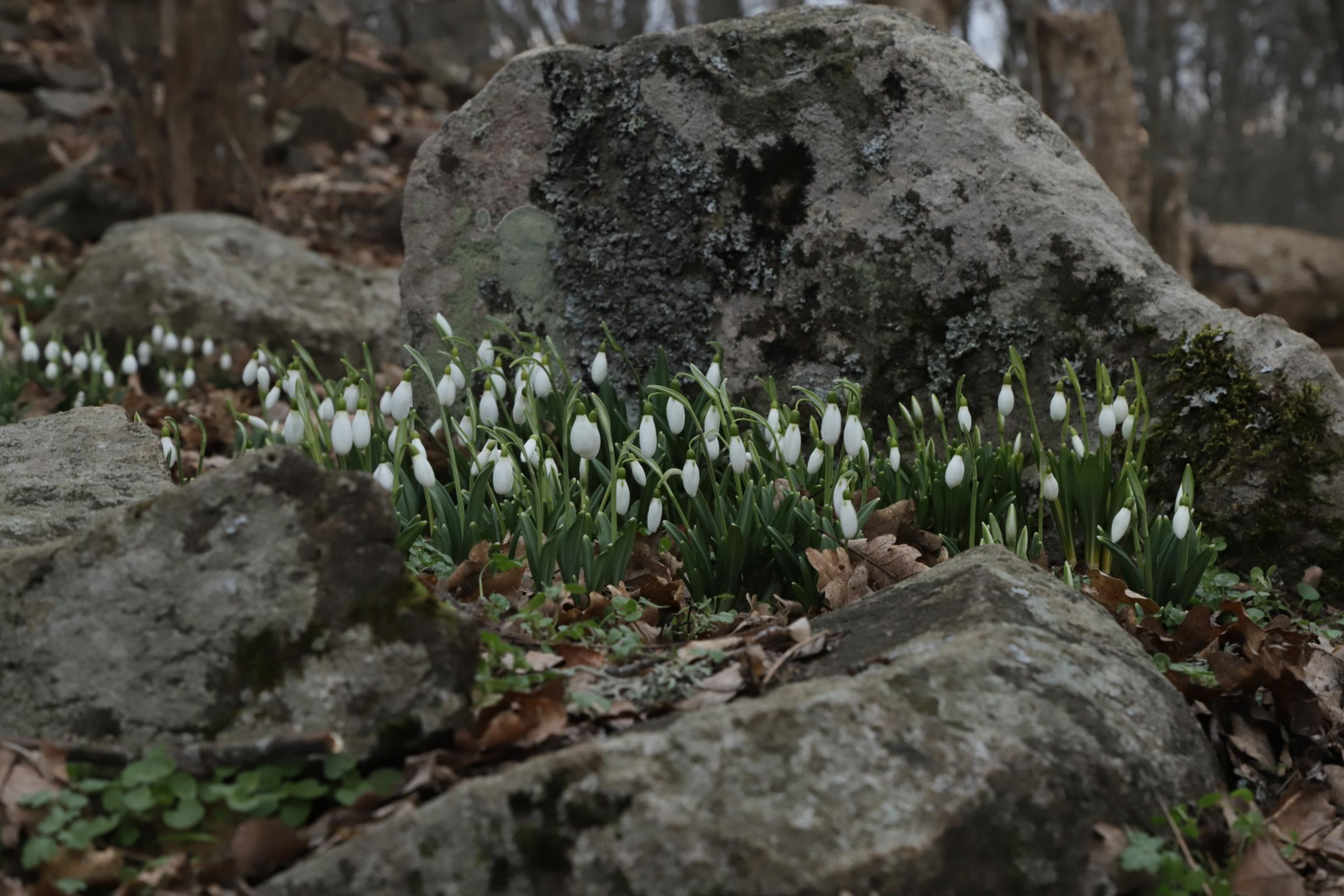 За подснежниками