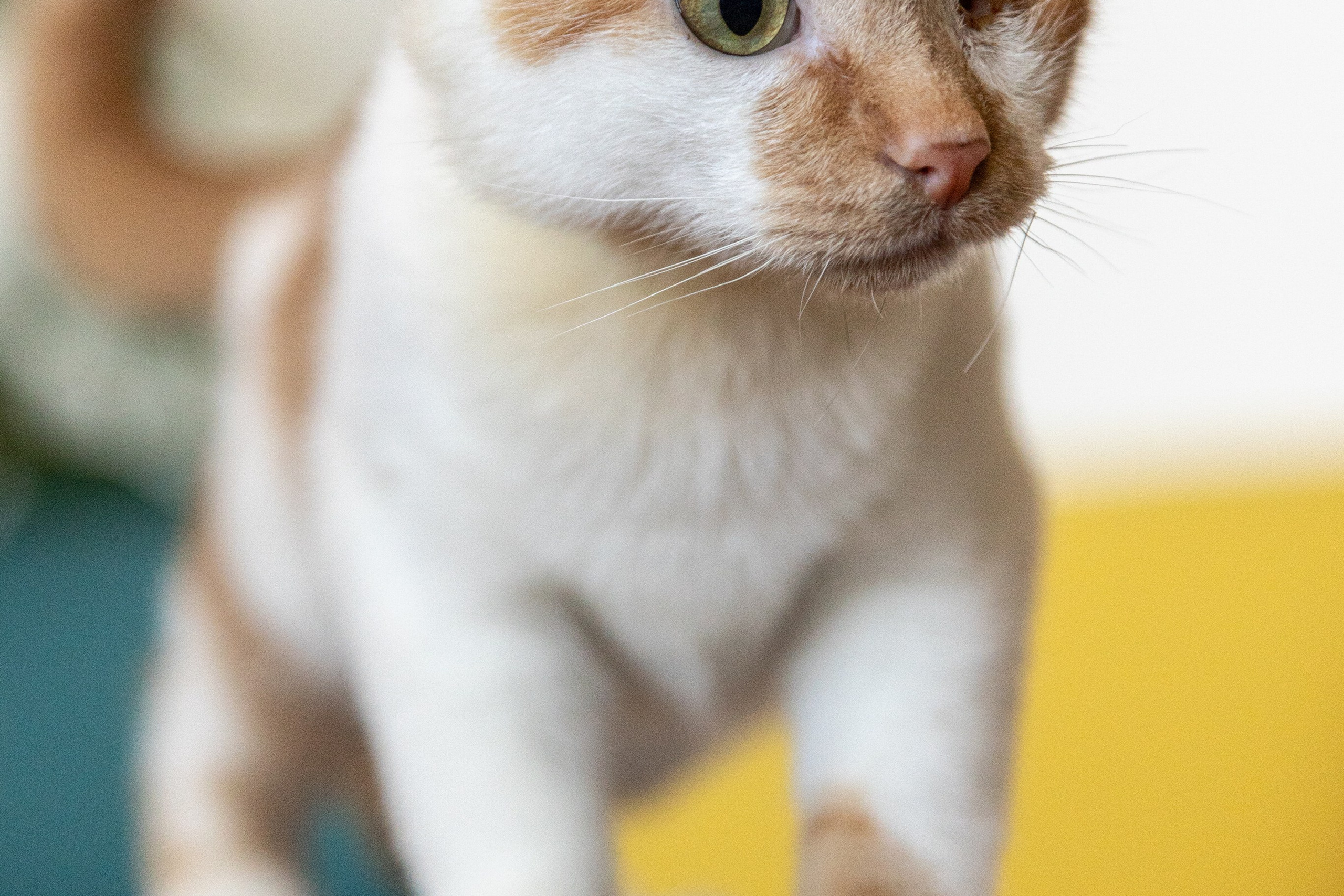 Котики для Old Cat. Профессиональный интерьерный и репортажный фотограф Минск и РБ. Максим Орлов