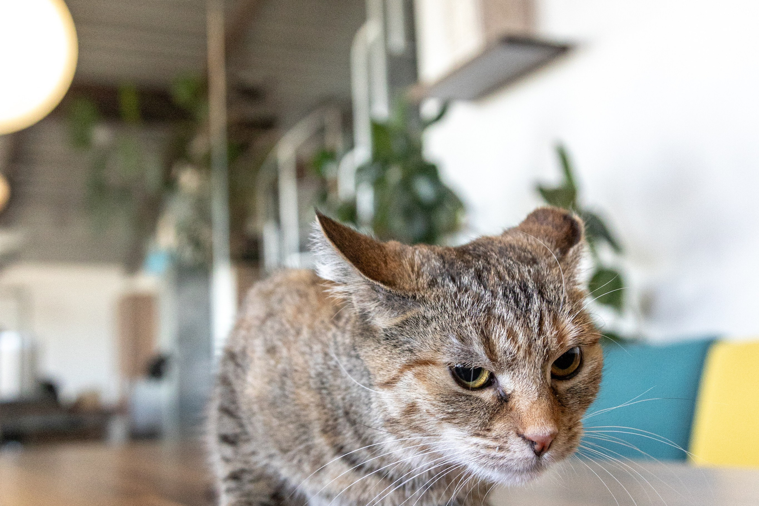 Котики для Old Cat. Профессиональный интерьерный и репортажный фотограф Минск и РБ. Максим Орлов