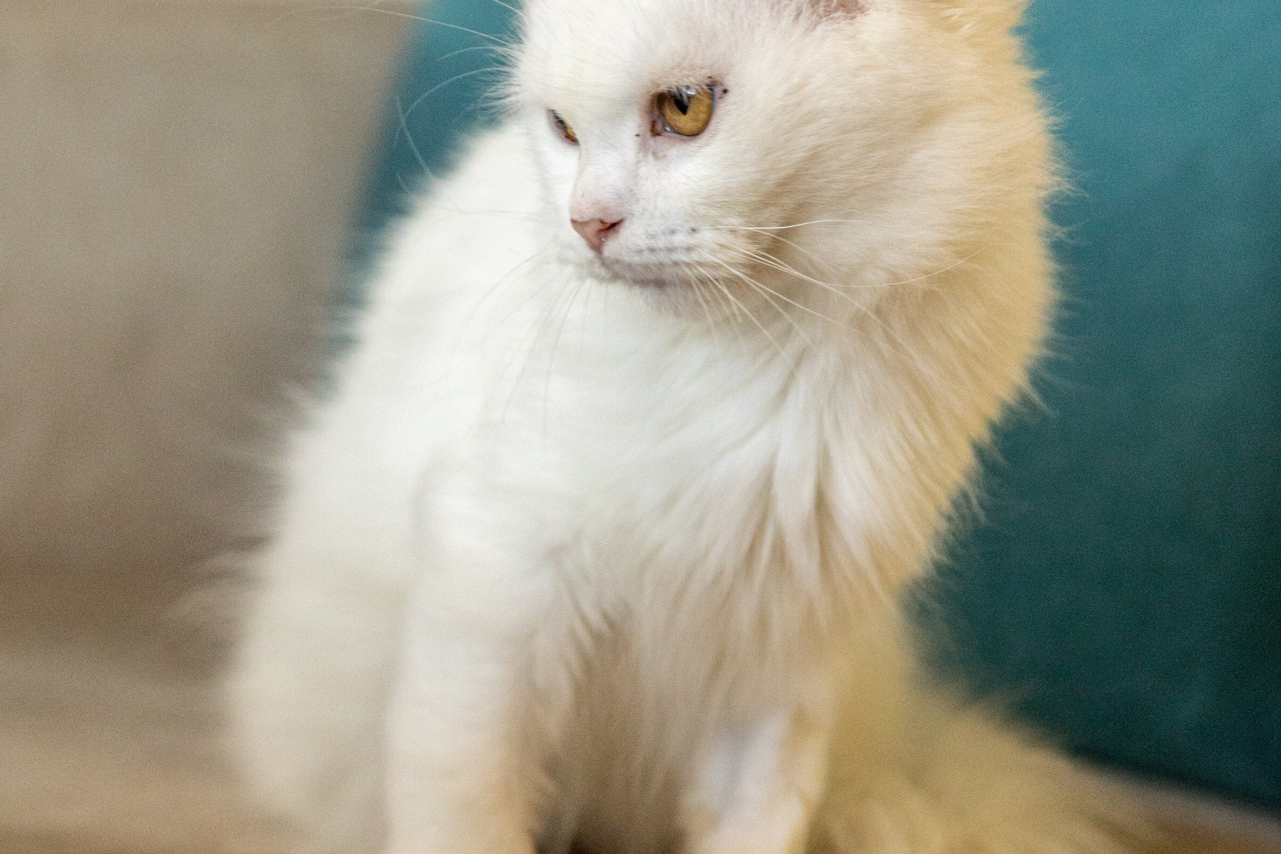 Котики для Old Cat. Профессиональный интерьерный и репортажный фотограф Минск и РБ. Максим Орлов