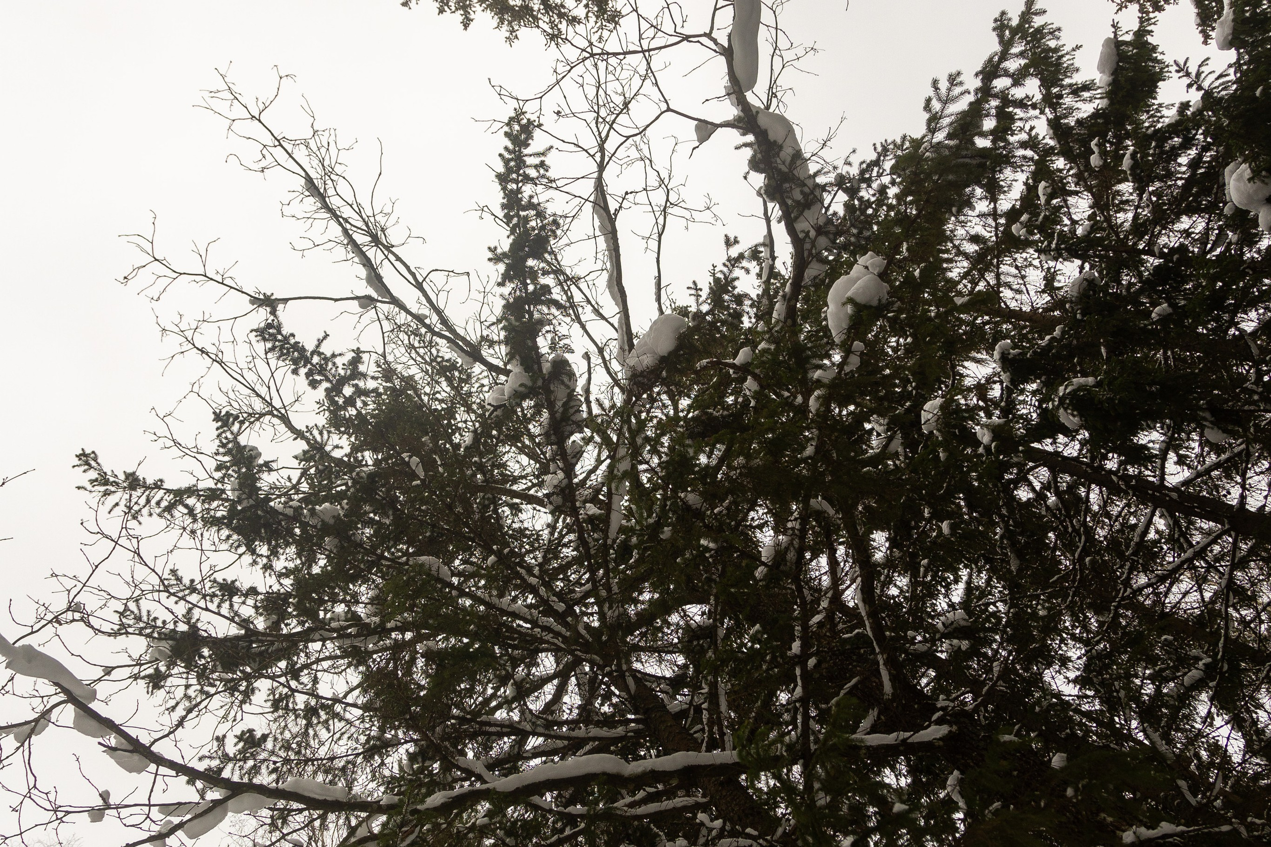 Зимние рыцарские маневры. Профессиональный интерьерный и репортажный фотограф Минск и РБ. Максим Орлов