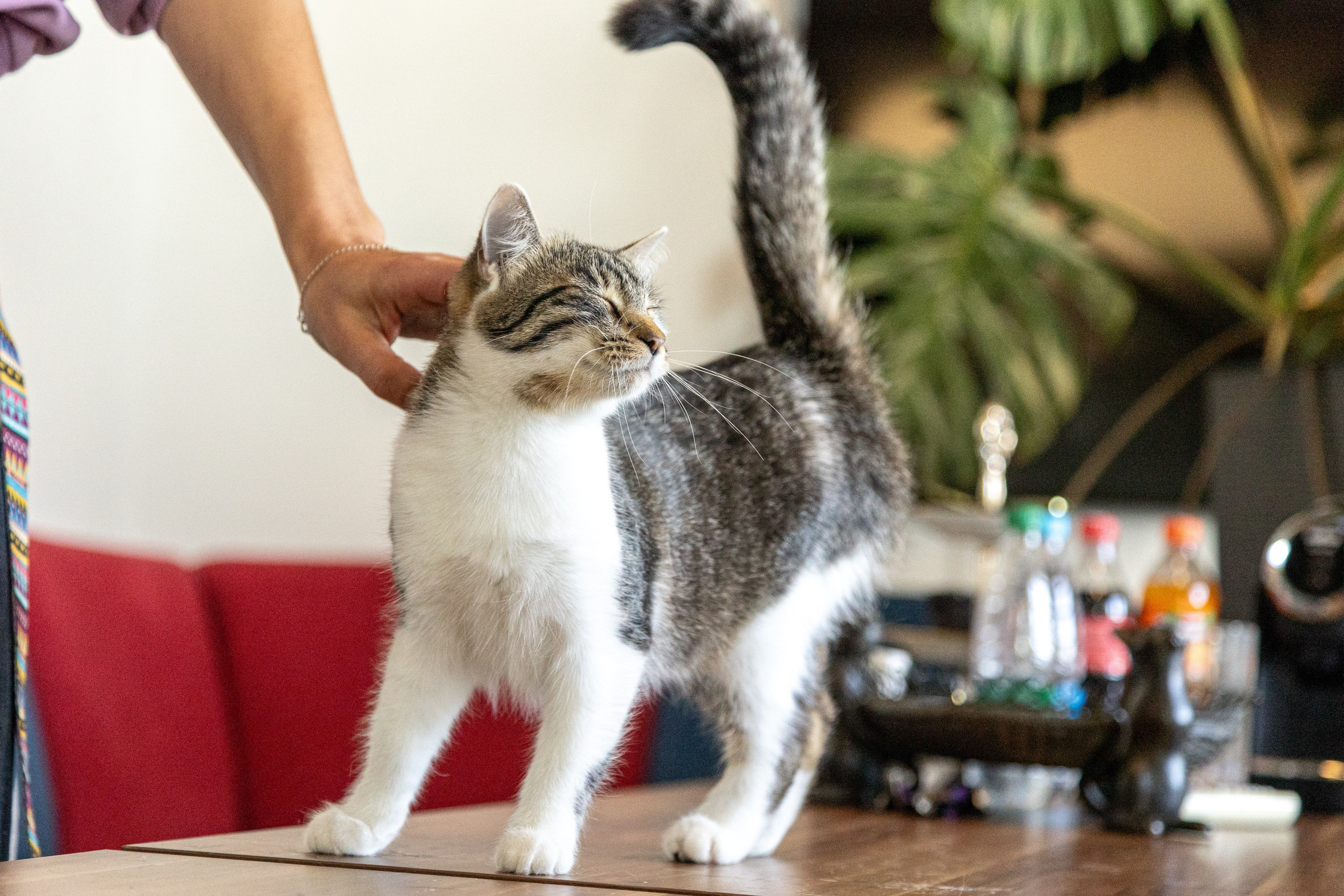 Котики для Old Cat. Профессиональный интерьерный и репортажный фотограф Минск и РБ. Максим Орлов