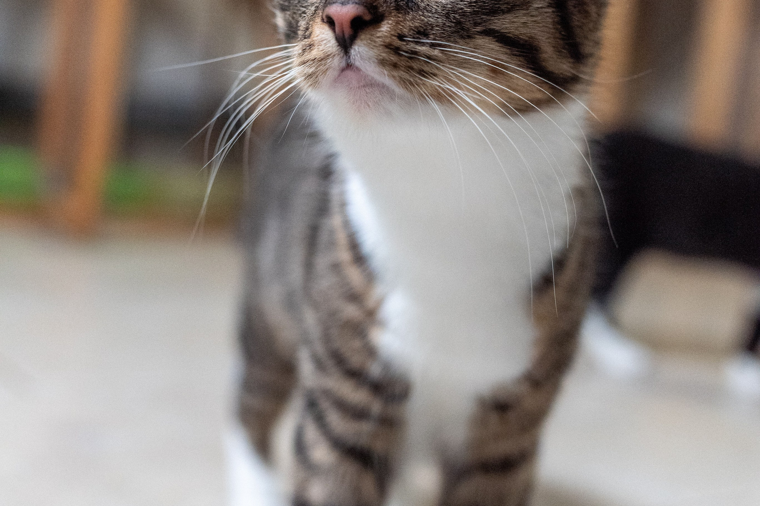 Котики для Old Cat. Профессиональный интерьерный и репортажный фотограф Минск и РБ. Максим Орлов
