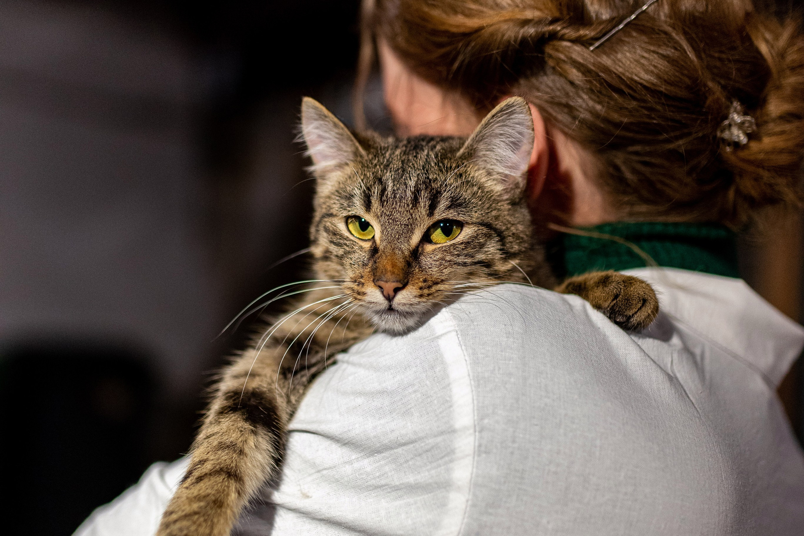 Котики для Old Cat. Профессиональный интерьерный и репортажный фотограф Минск и РБ. Максим Орлов