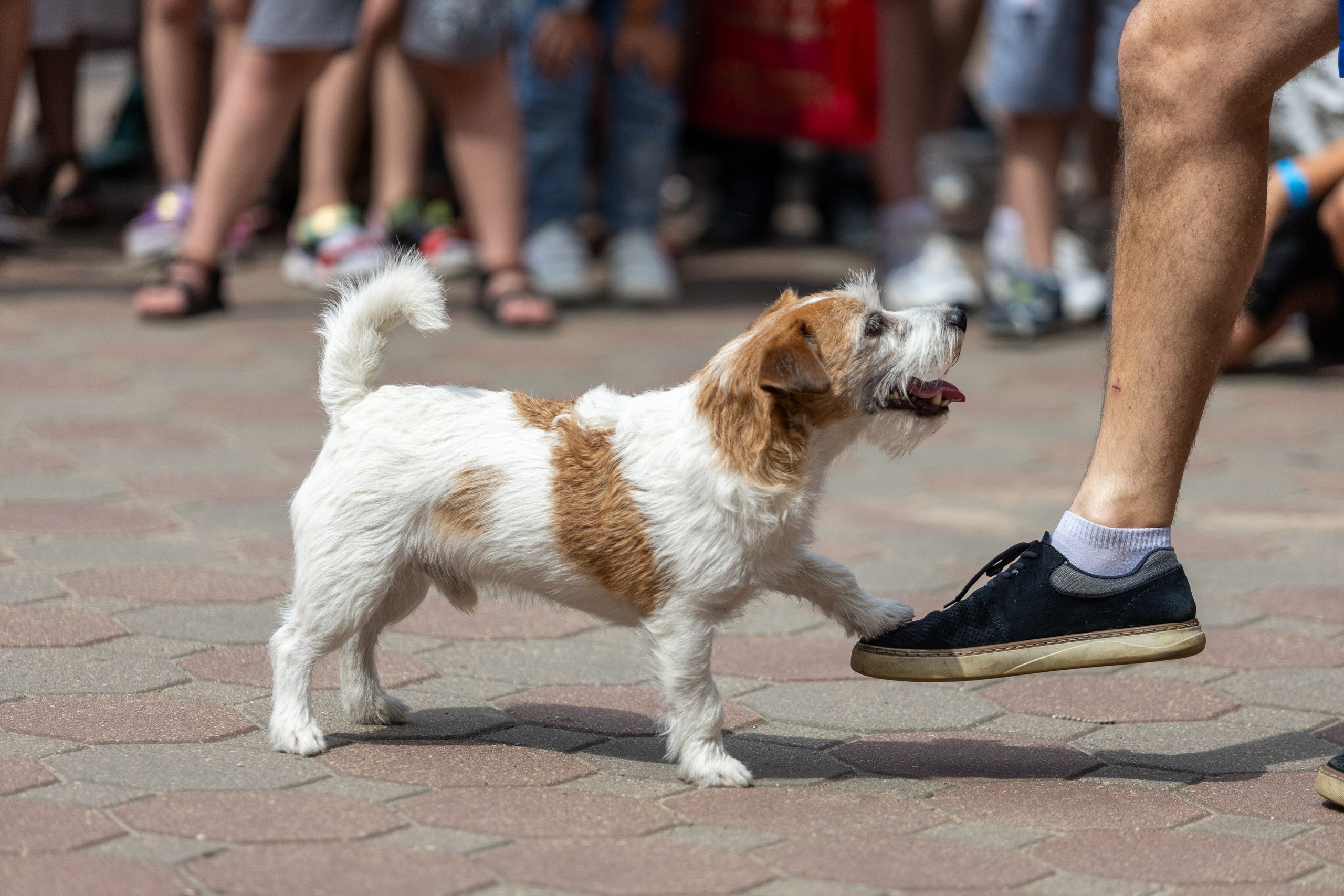 Детифест. Профессиональный интерьерный и репортажный фотограф Минск и РБ. Максим Орлов