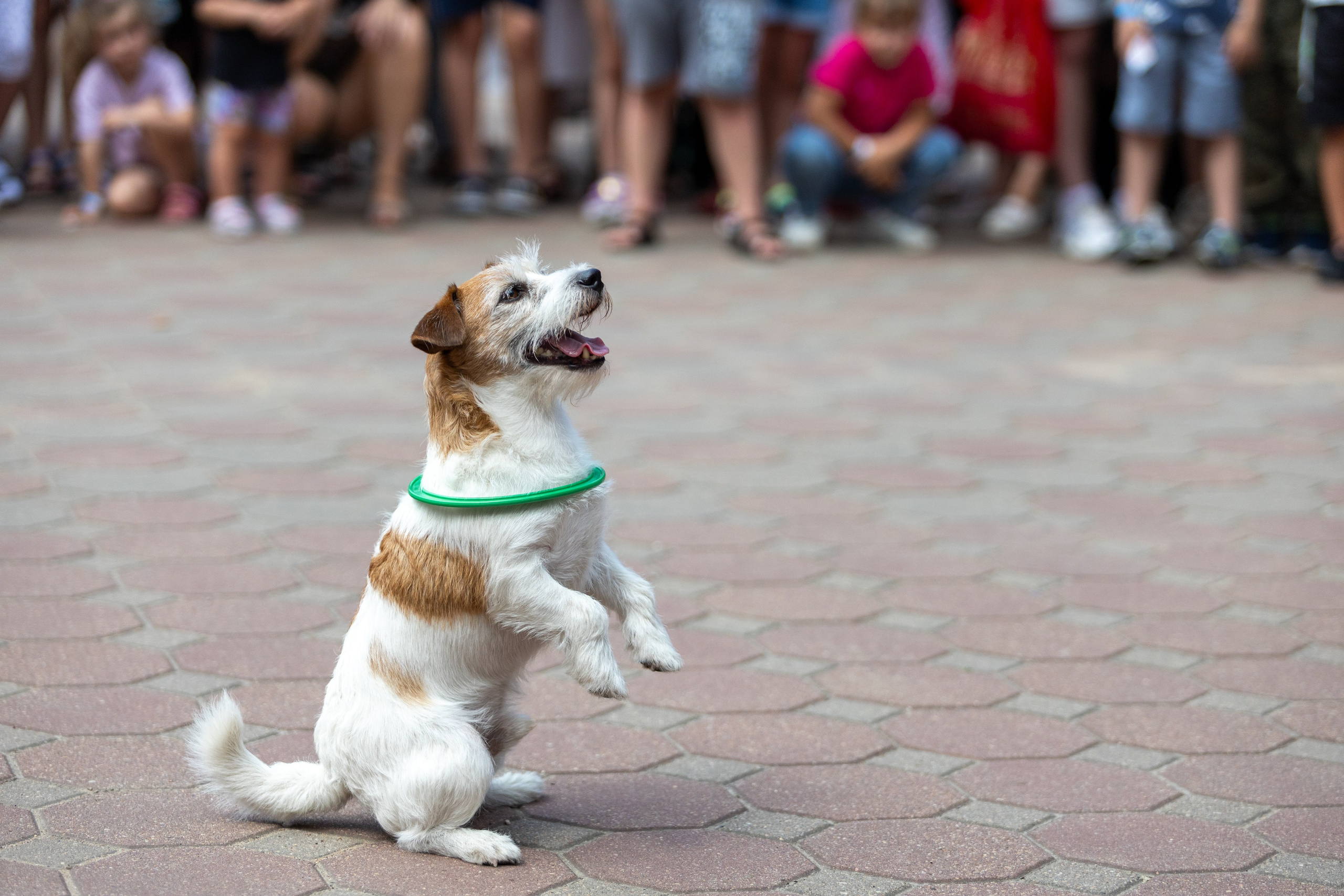 Детифест. Профессиональный интерьерный и репортажный фотограф Минск и РБ. Максим Орлов