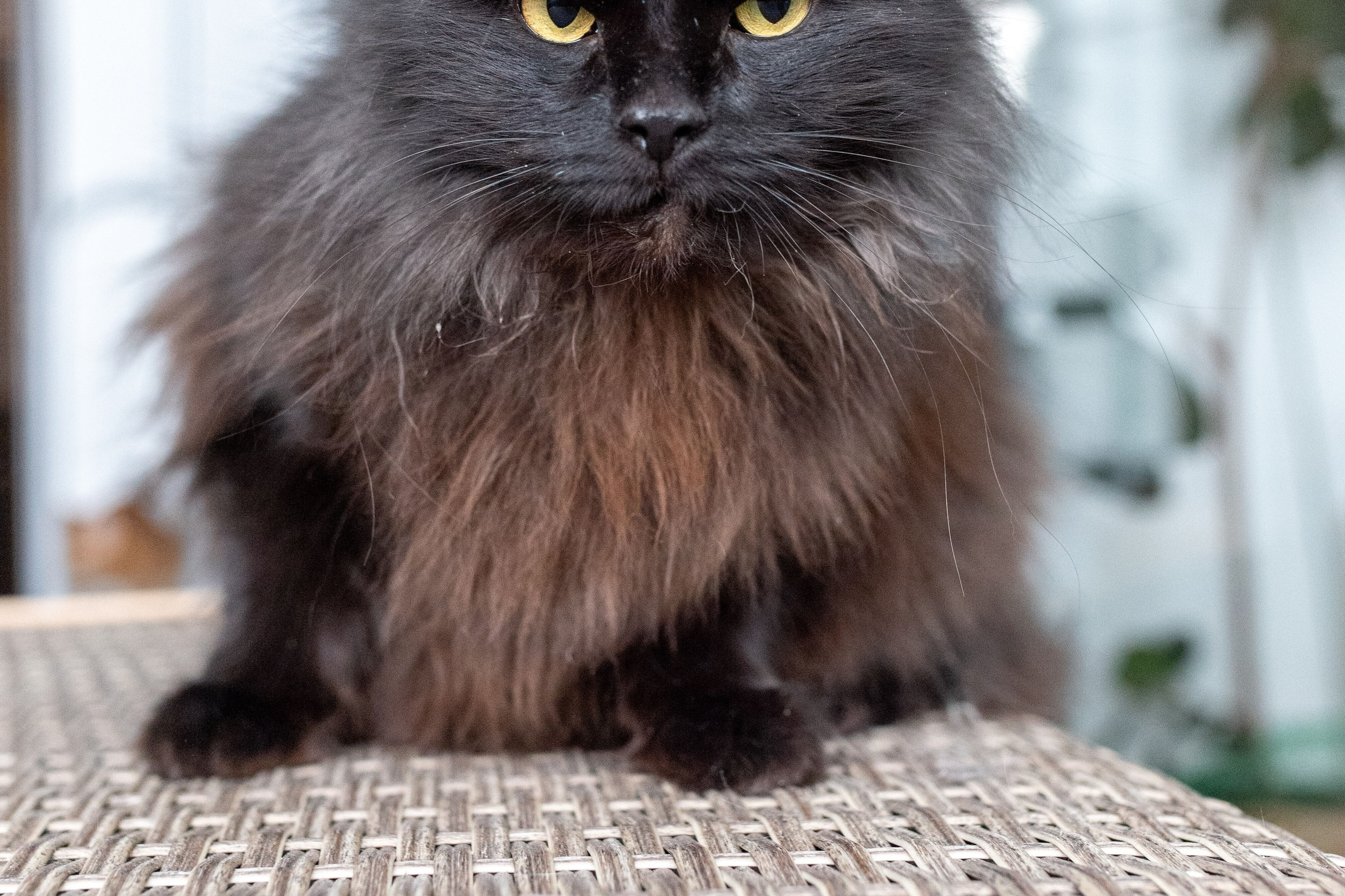 Котики для Old Cat. Профессиональный интерьерный и репортажный фотограф Минск и РБ. Максим Орлов