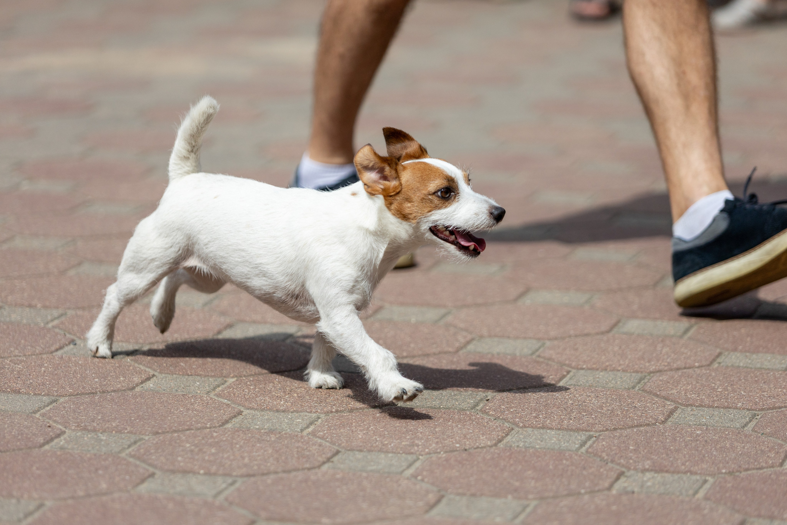 Детифест. Профессиональный интерьерный и репортажный фотограф Минск и РБ. Максим Орлов