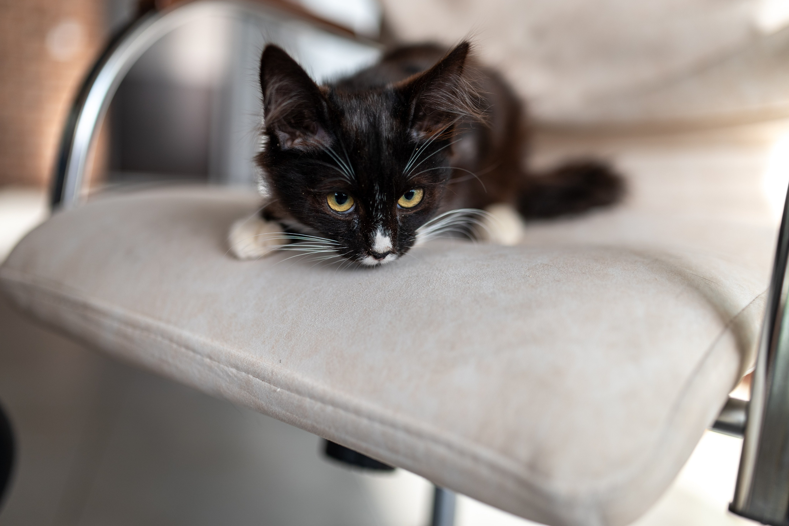 Котики для Old Cat. Профессиональный интерьерный и репортажный фотограф Минск и РБ. Максим Орлов