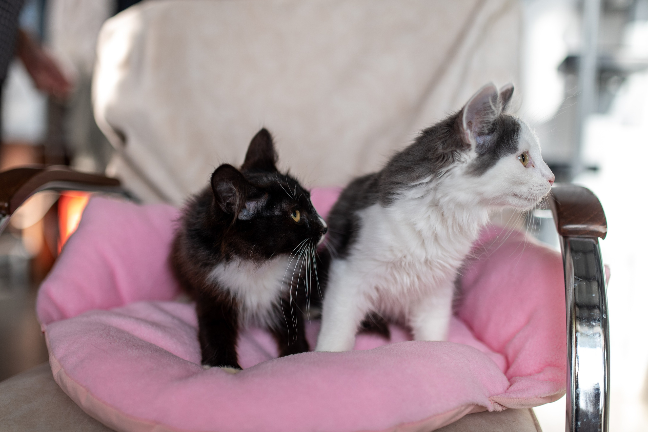 Котики для Old Cat. Профессиональный интерьерный и репортажный фотограф Минск и РБ. Максим Орлов