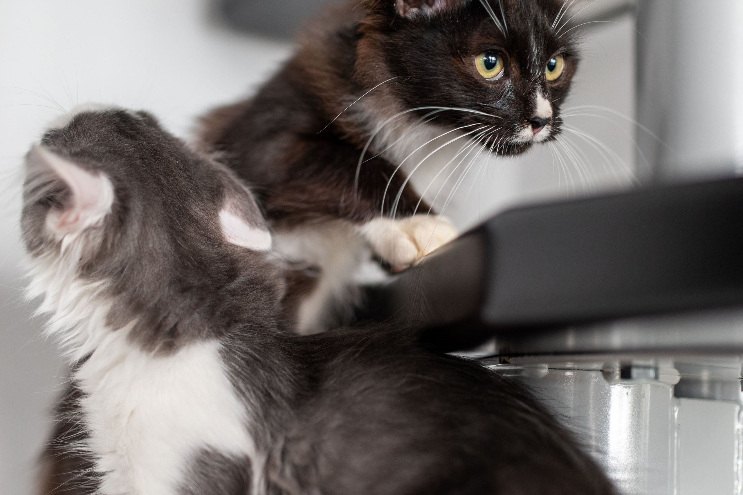 Котики для Old Cat. Профессиональный интерьерный и репортажный фотограф Минск и РБ. Максим Орлов