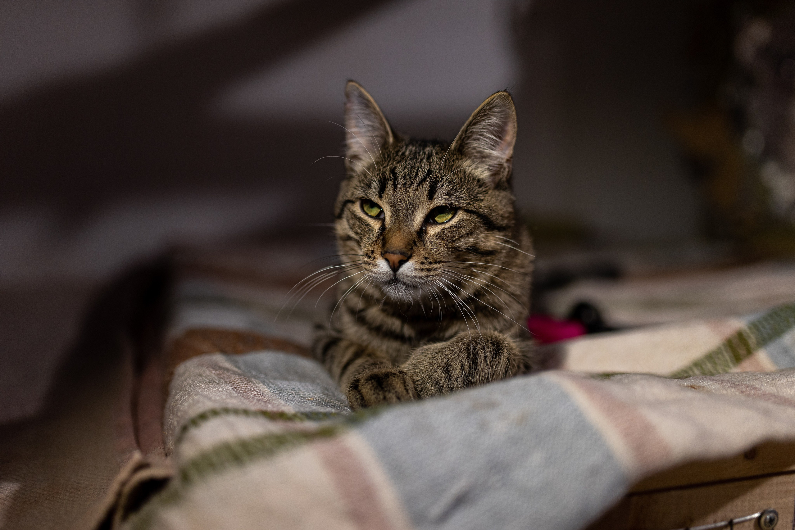 Котики для Old Cat. Профессиональный интерьерный и репортажный фотограф Минск и РБ. Максим Орлов