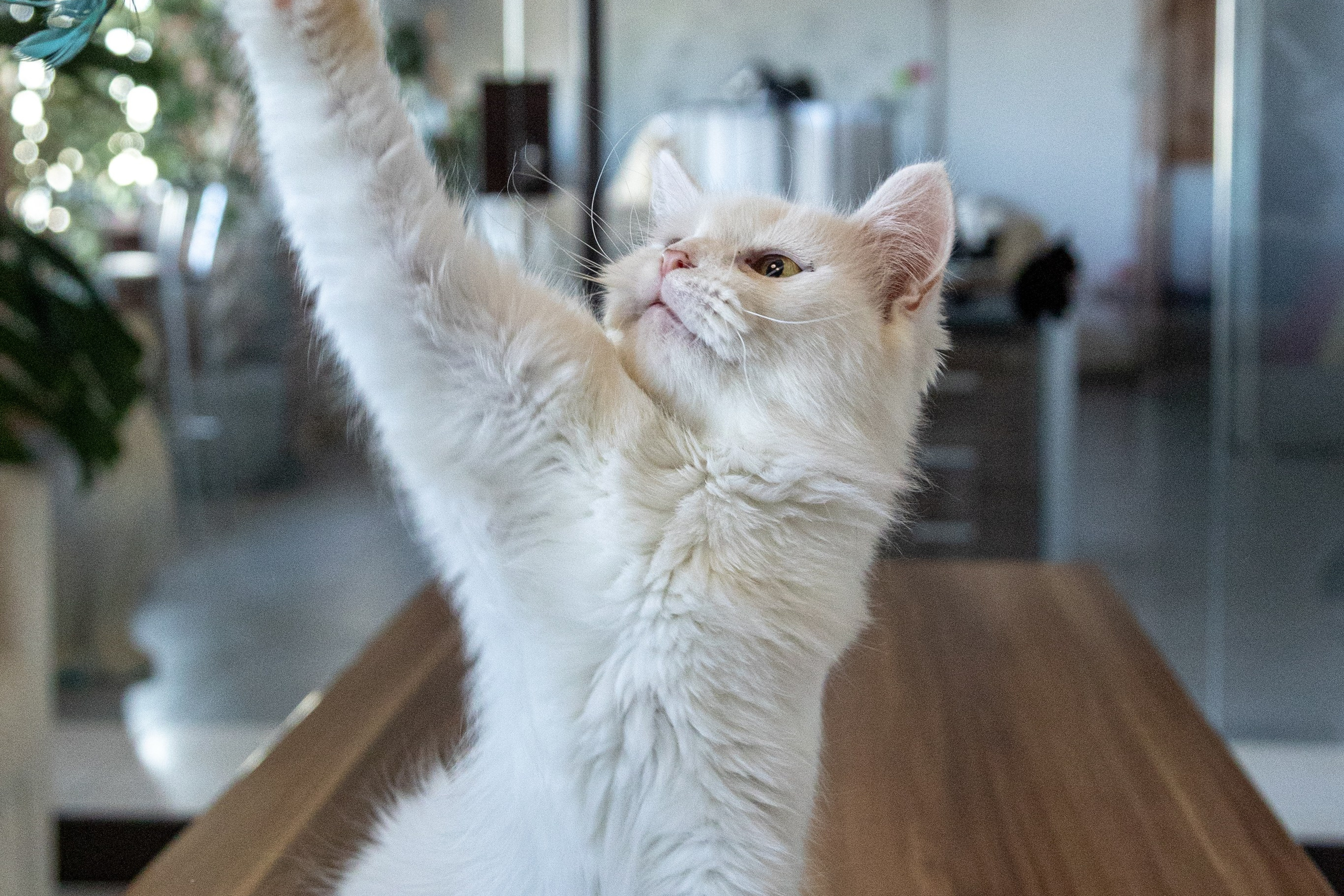 Котики для Old Cat. Профессиональный интерьерный и репортажный фотограф Минск и РБ. Максим Орлов