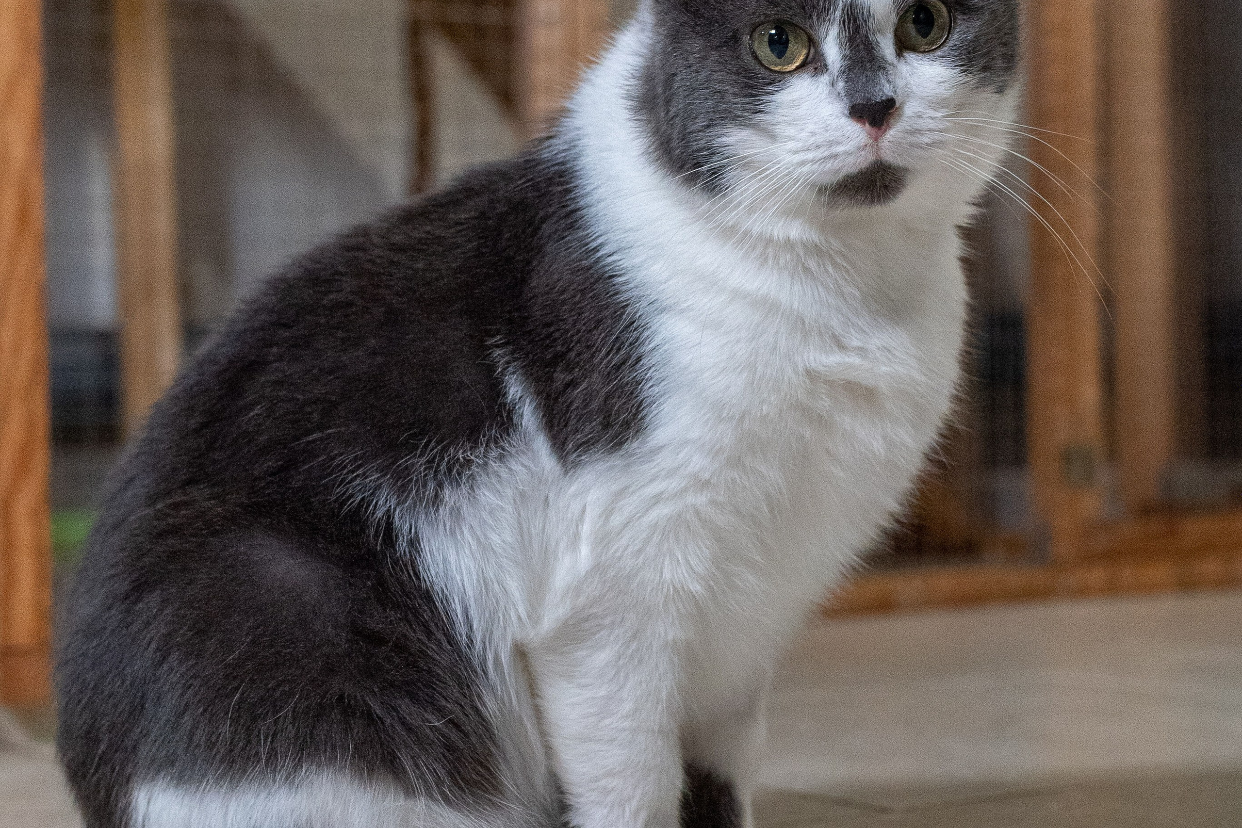 Котики для Old Cat. Профессиональный интерьерный и репортажный фотограф Минск и РБ. Максим Орлов