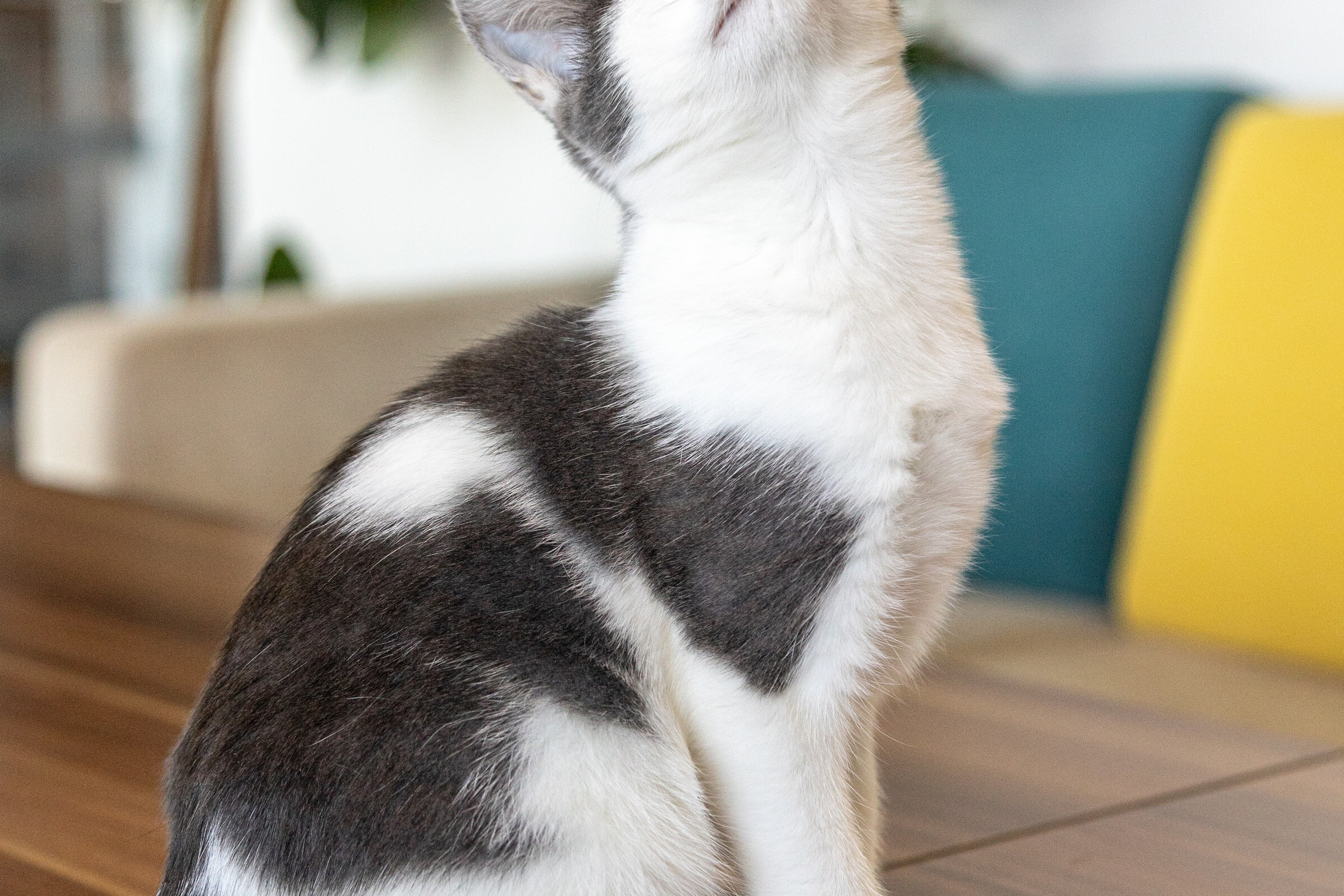 Котики для Old Cat. Профессиональный интерьерный и репортажный фотограф Минск и РБ. Максим Орлов