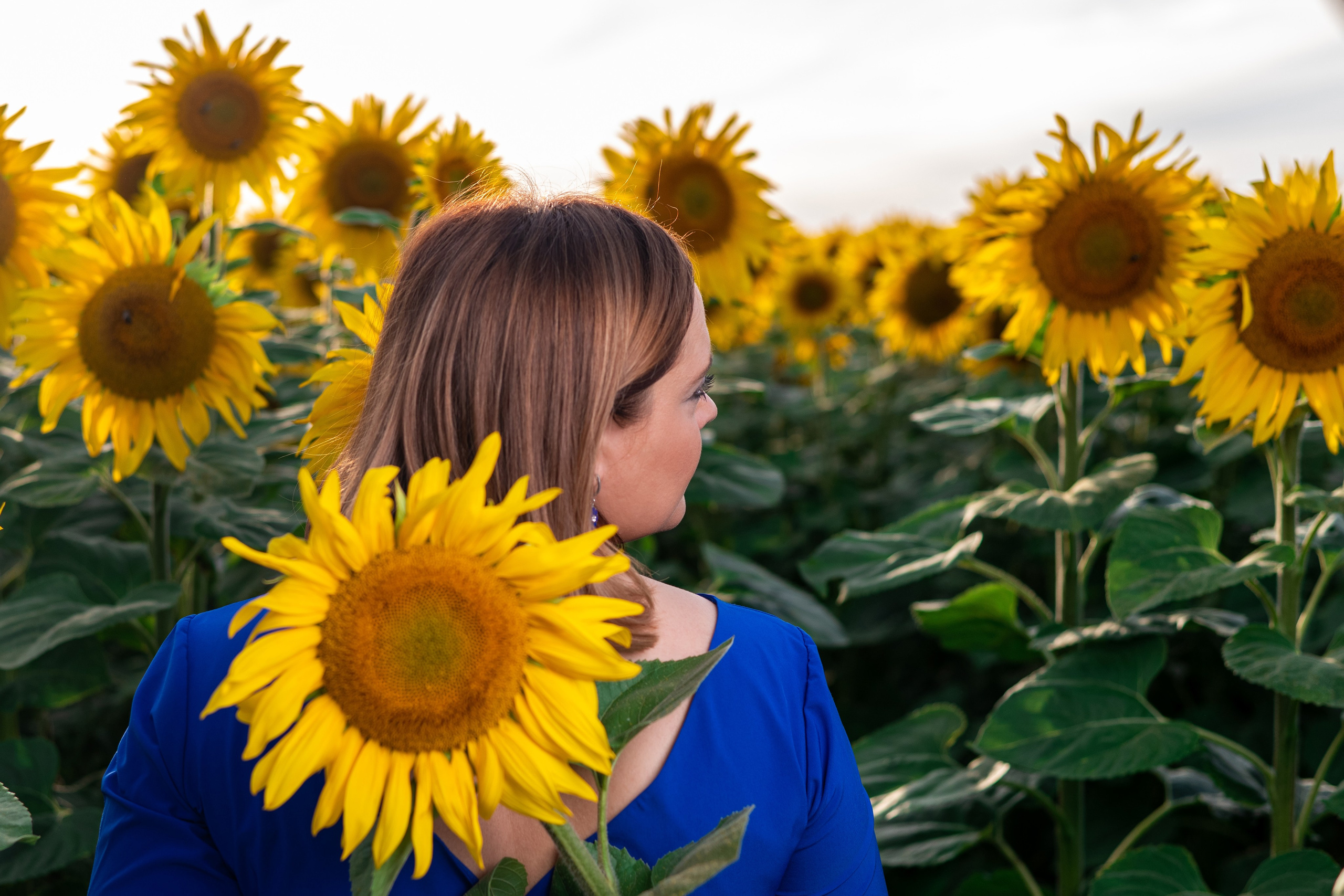 Катя в подсолнухах. Профессиональный интерьерный и репортажный фотограф Минск и РБ. Максим Орлов