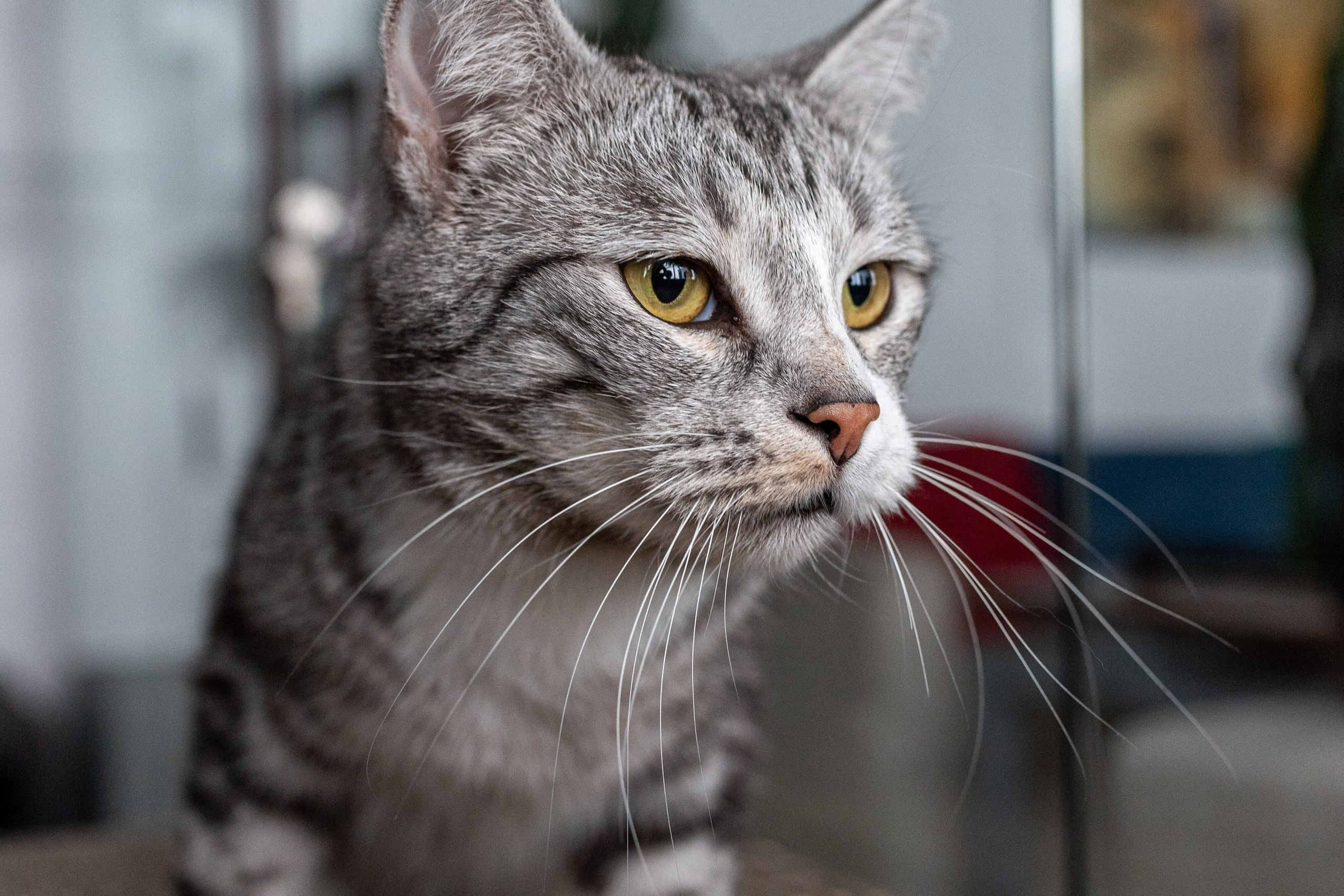 Котики для Old Cat. Профессиональный интерьерный и репортажный фотограф Минск и РБ. Максим Орлов