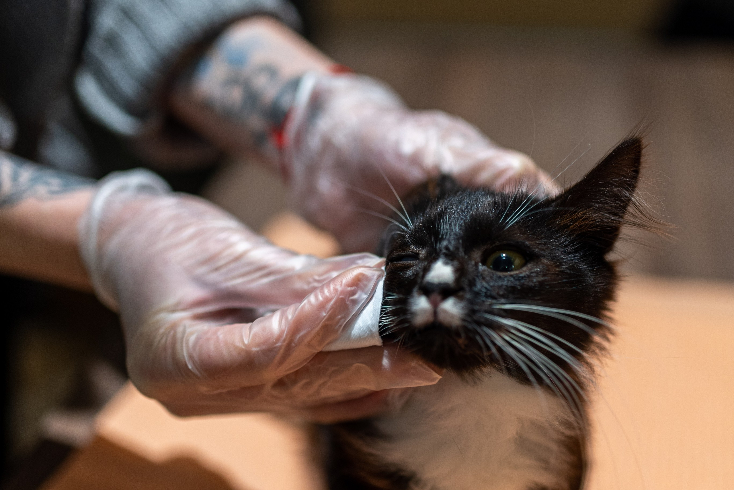 Котики для Old Cat. Профессиональный интерьерный и репортажный фотограф Минск и РБ. Максим Орлов