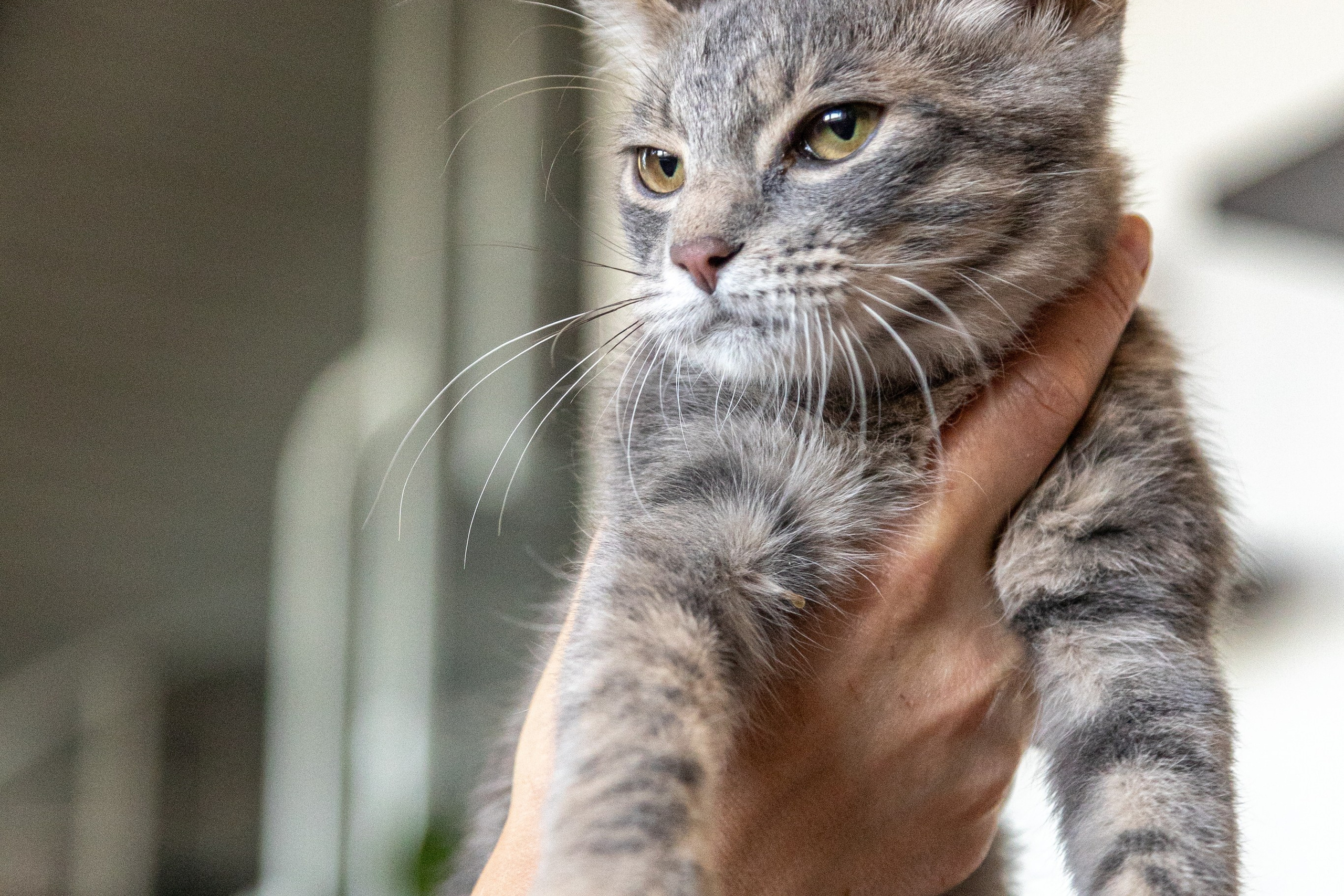 Котики для Old Cat. Профессиональный интерьерный и репортажный фотограф Минск и РБ. Максим Орлов