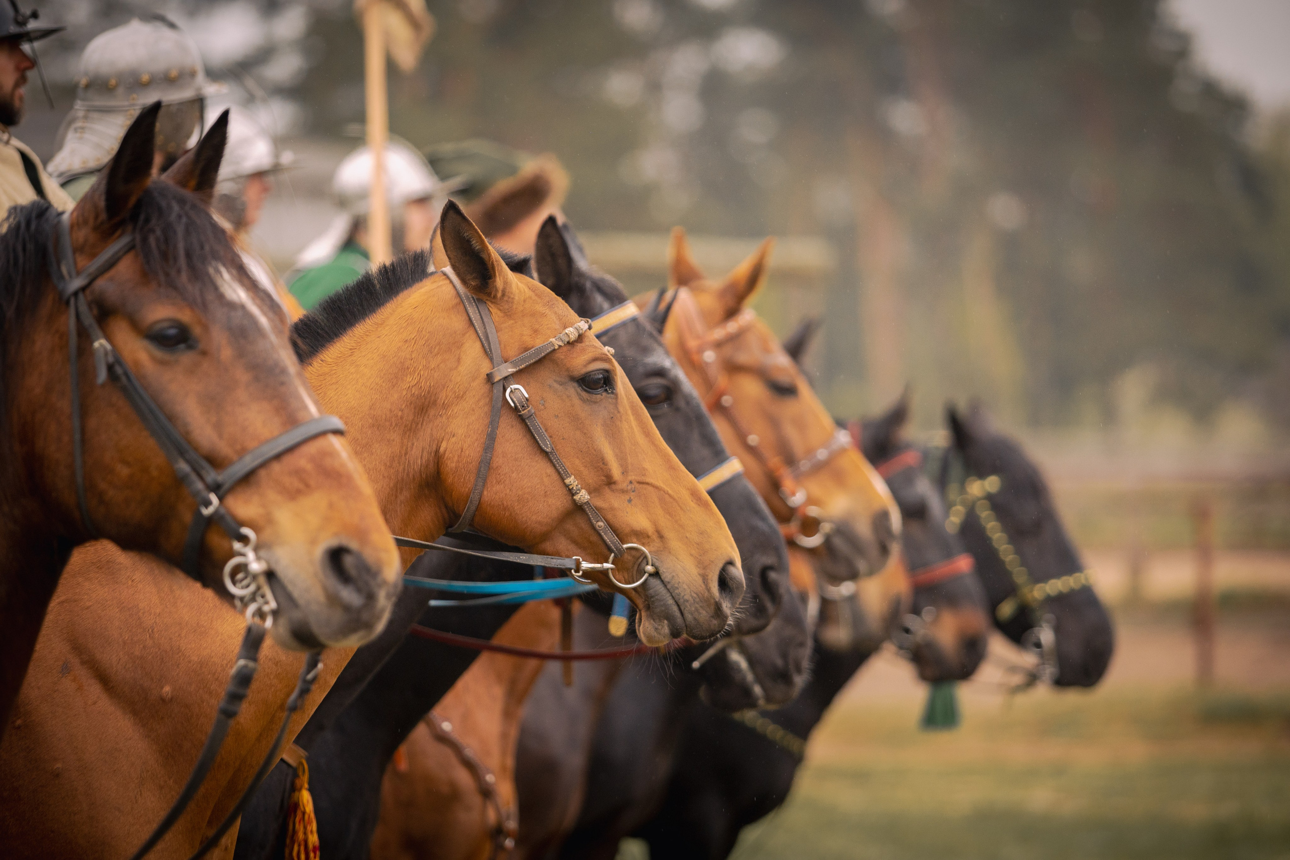 Золотая шпора. Огнем и мечем. День третий. Бой на поле. Профессиональный интерьерный и репортажный фотограф Минск и РБ. Максим Орлов