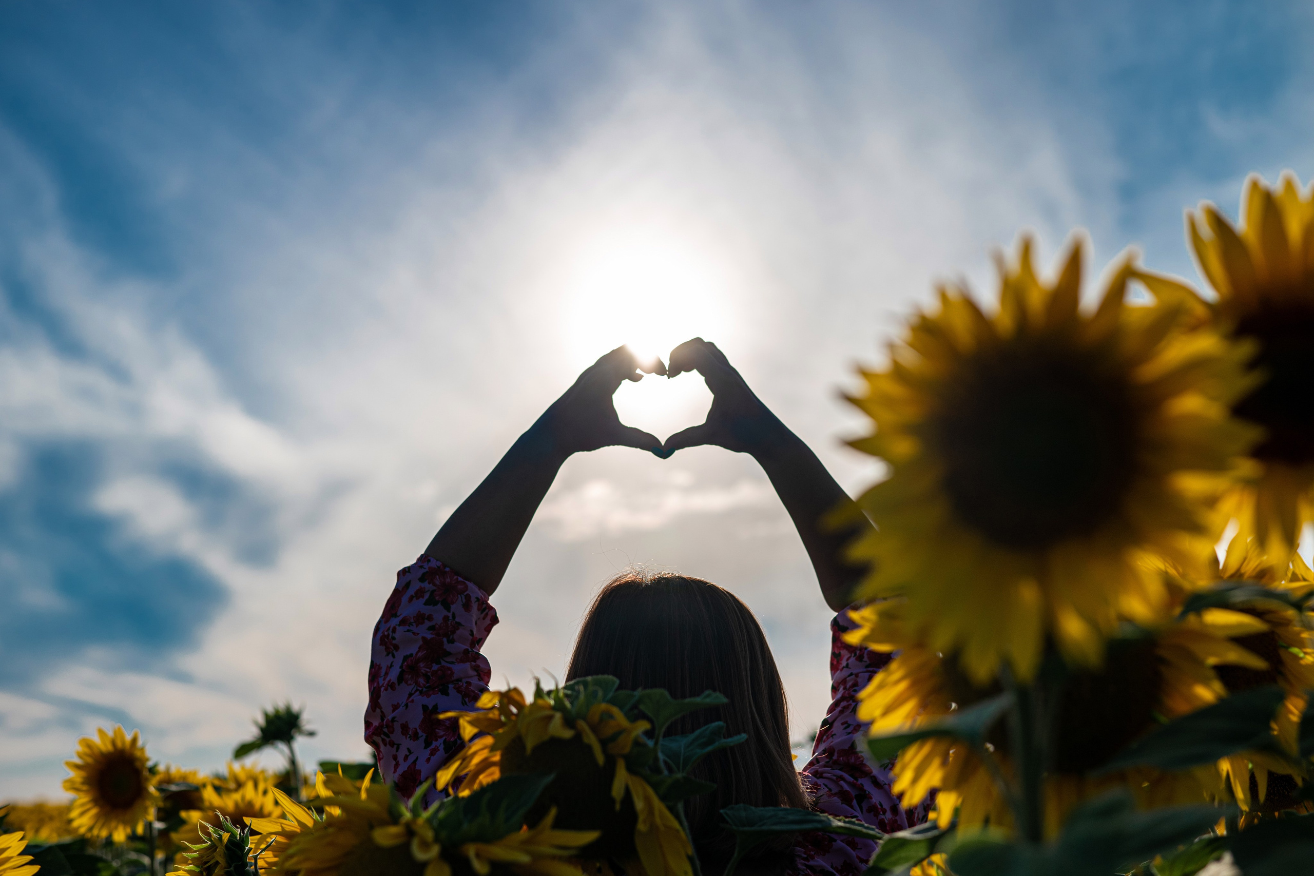 Катя в подсолнухах. Профессиональный интерьерный и репортажный фотограф Минск и РБ. Максим Орлов