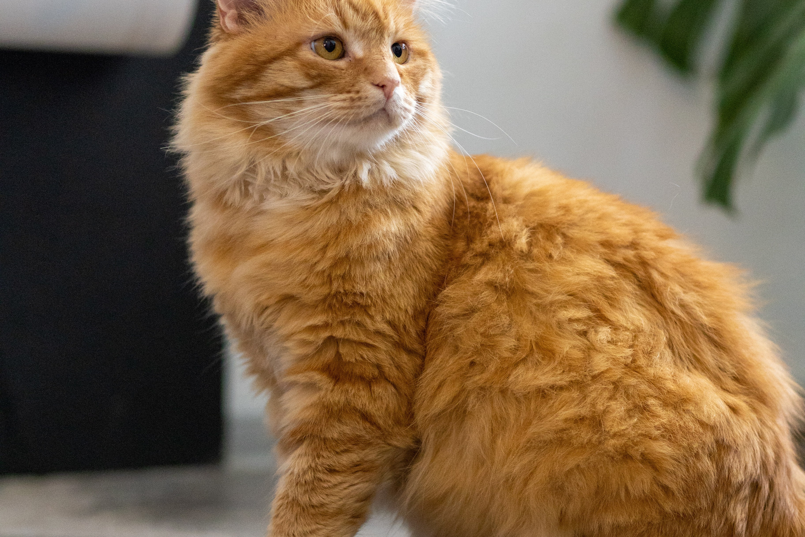 Котики для Old Cat. Профессиональный интерьерный и репортажный фотограф Минск и РБ. Максим Орлов