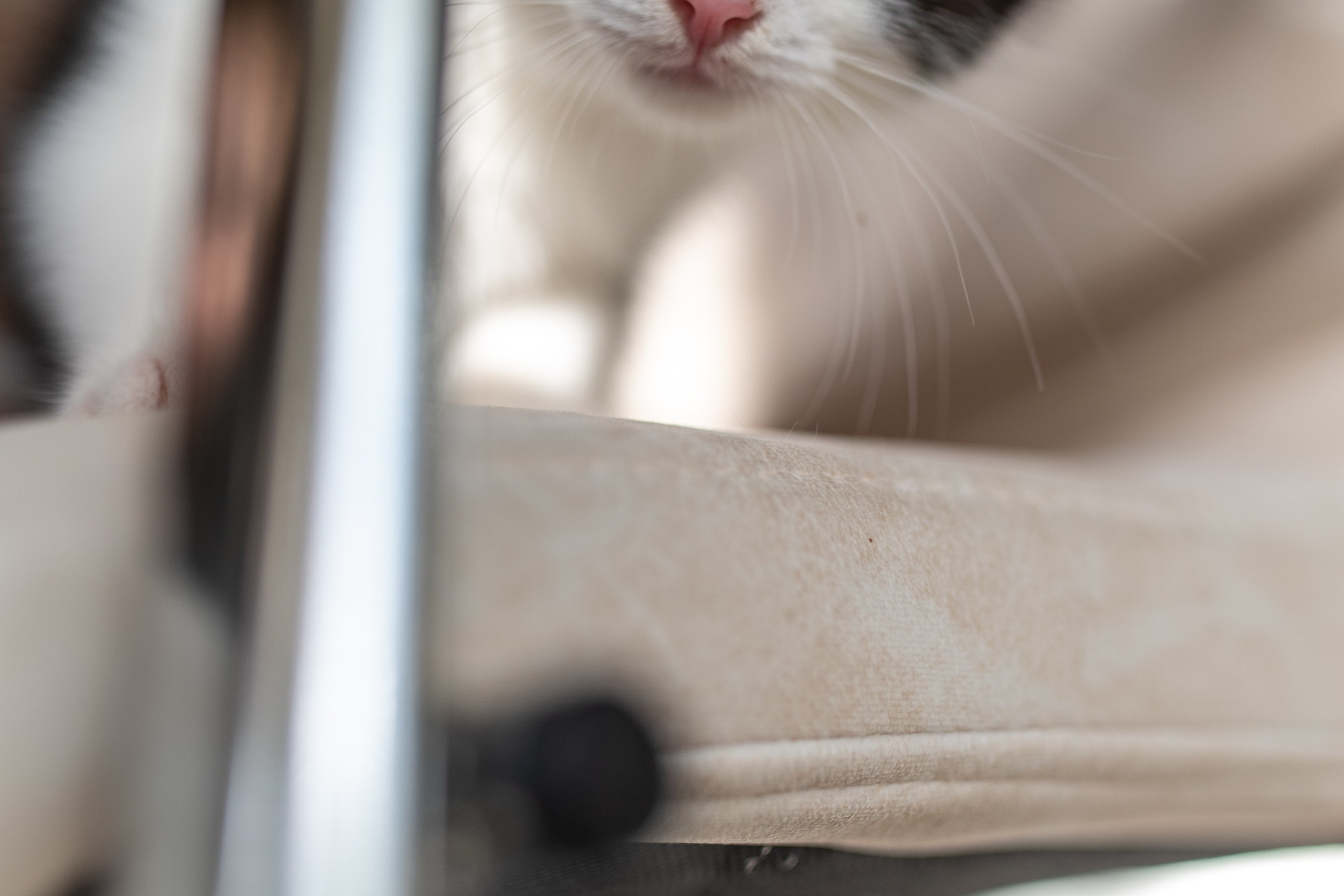 Котики для Old Cat. Профессиональный интерьерный и репортажный фотограф Минск и РБ. Максим Орлов