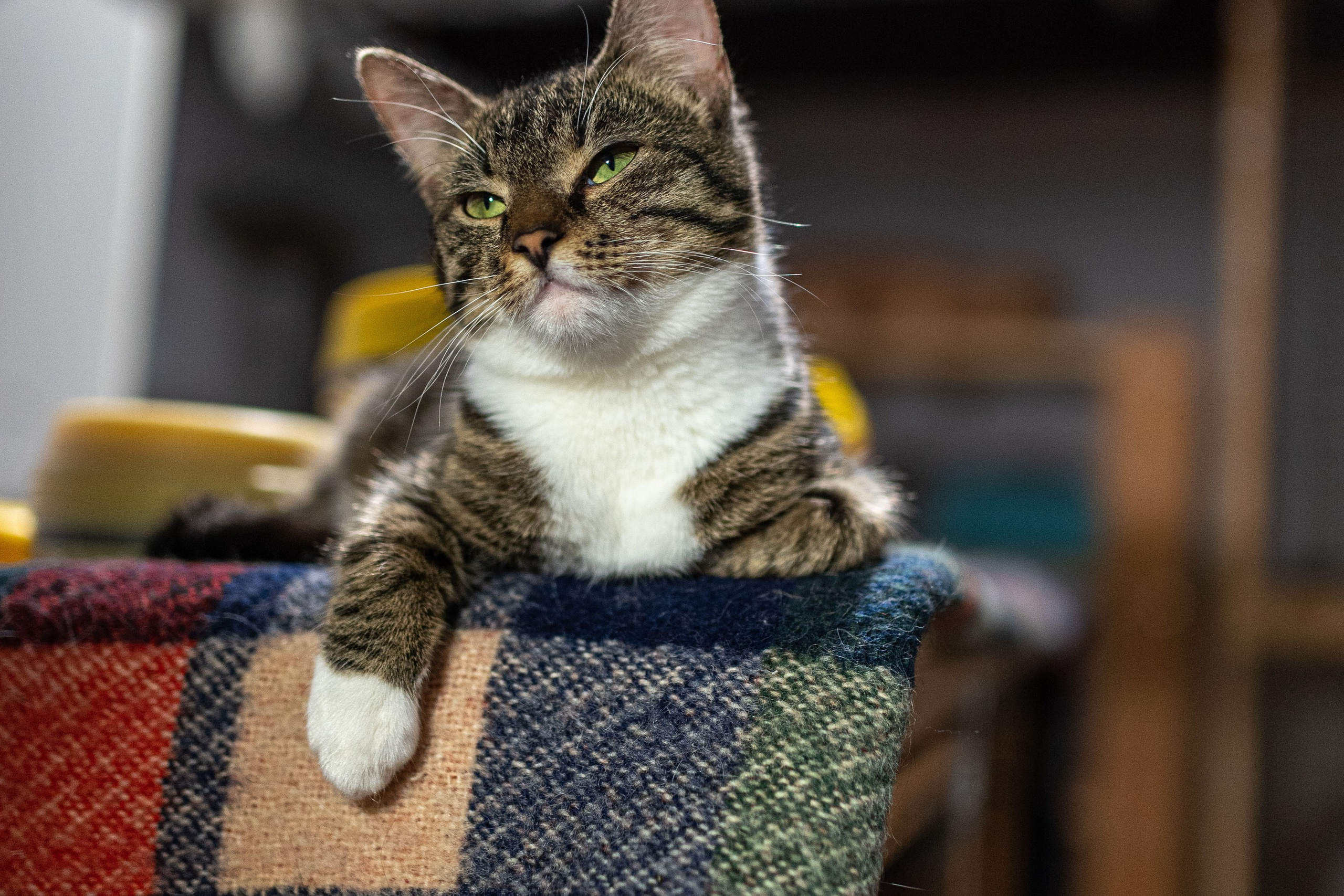 Котики для Old Cat. Профессиональный интерьерный и репортажный фотограф Минск и РБ. Максим Орлов