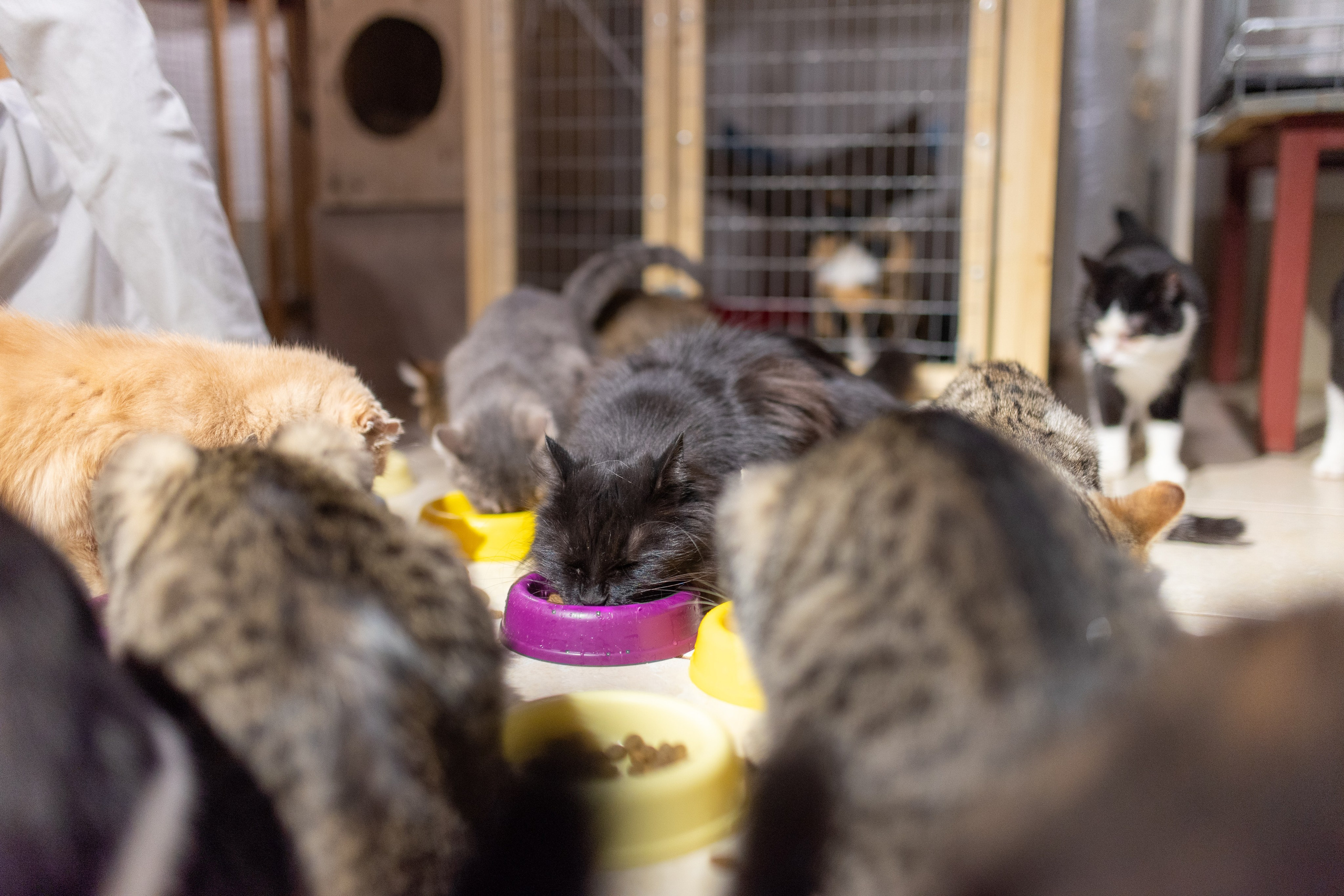 Котики для Old Cat. Профессиональный интерьерный и репортажный фотограф Минск и РБ. Максим Орлов