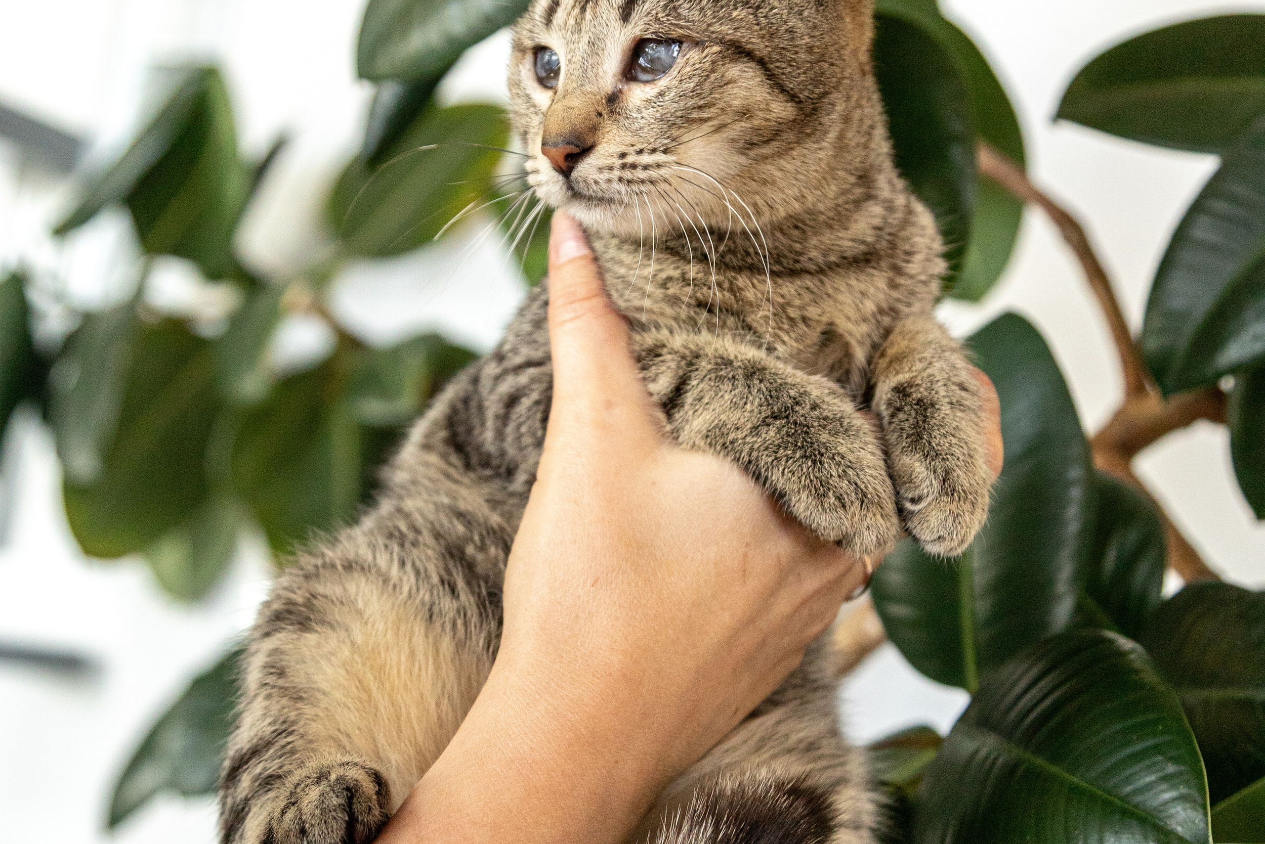 Котики для Old Cat. Профессиональный интерьерный и репортажный фотограф Минск и РБ. Максим Орлов