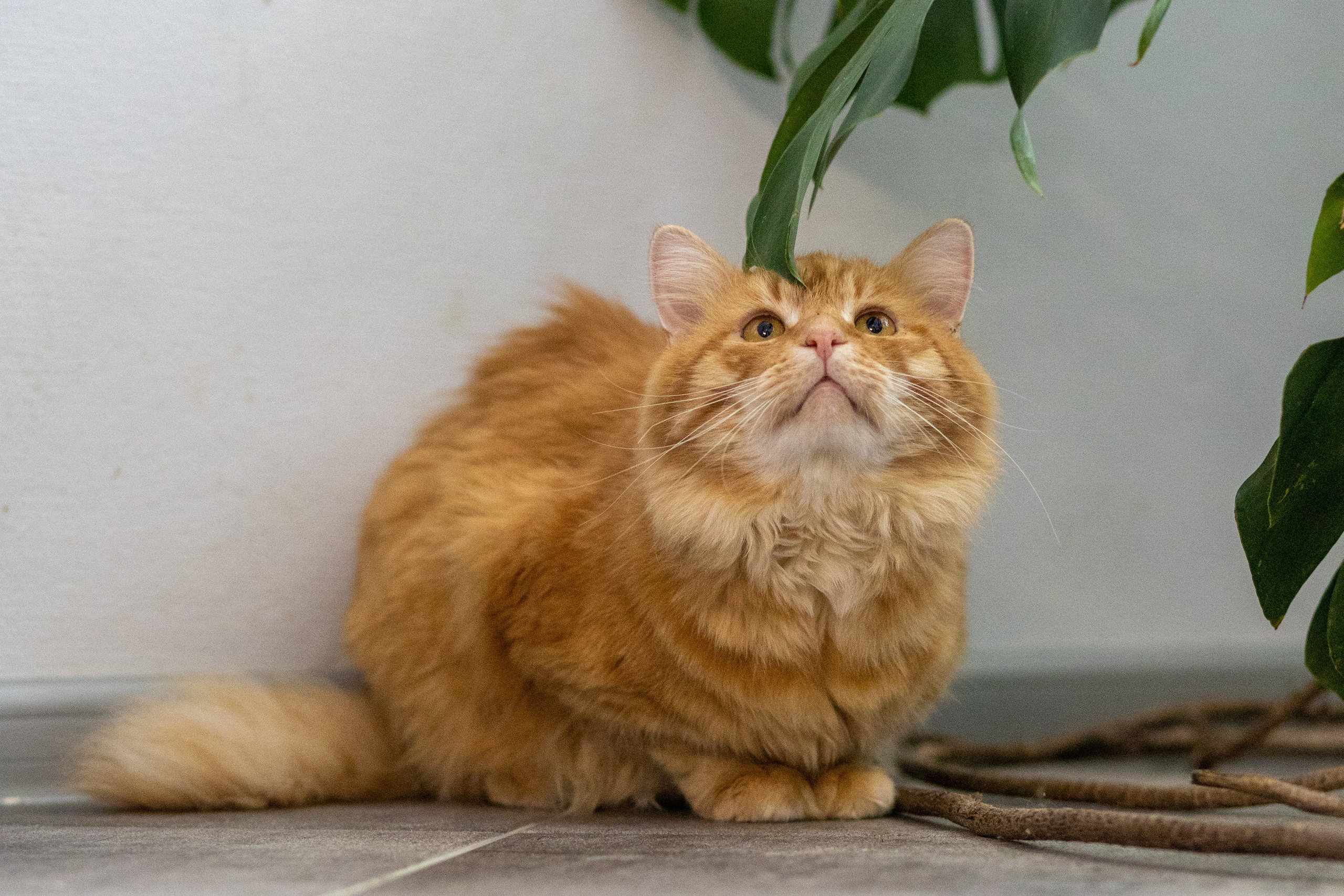 Котики для Old Cat. Профессиональный интерьерный и репортажный фотограф Минск и РБ. Максим Орлов